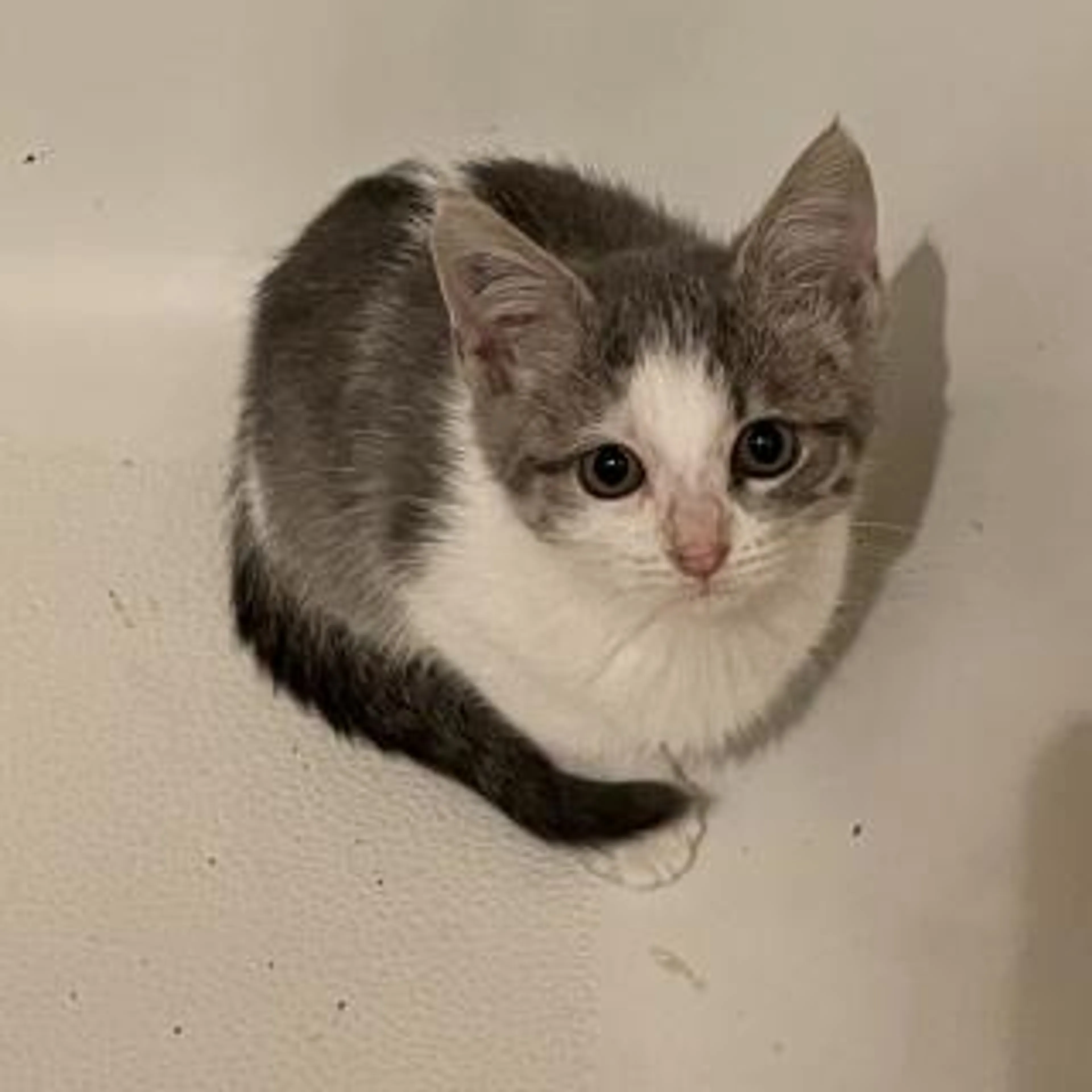 Lost pet