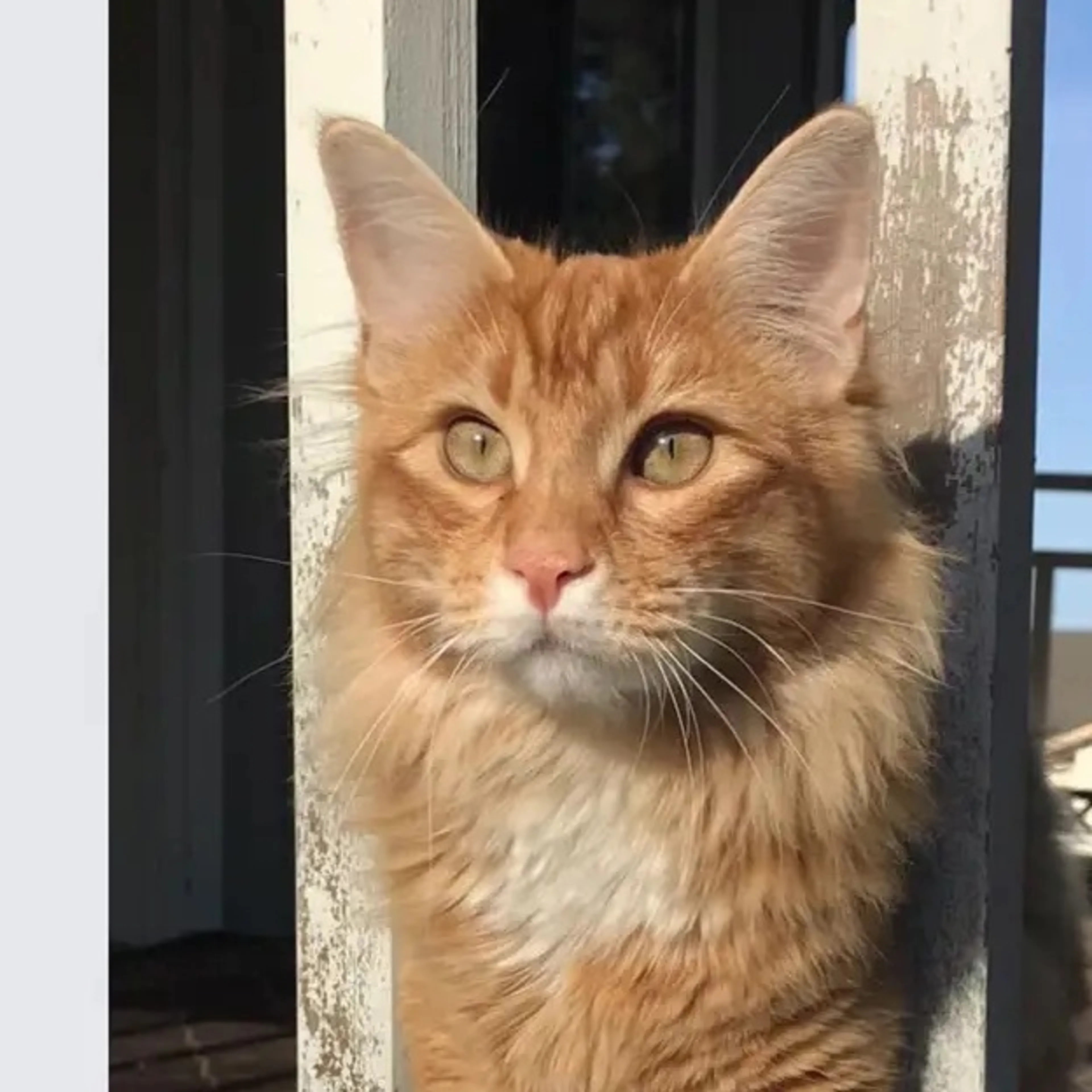 Lost pet