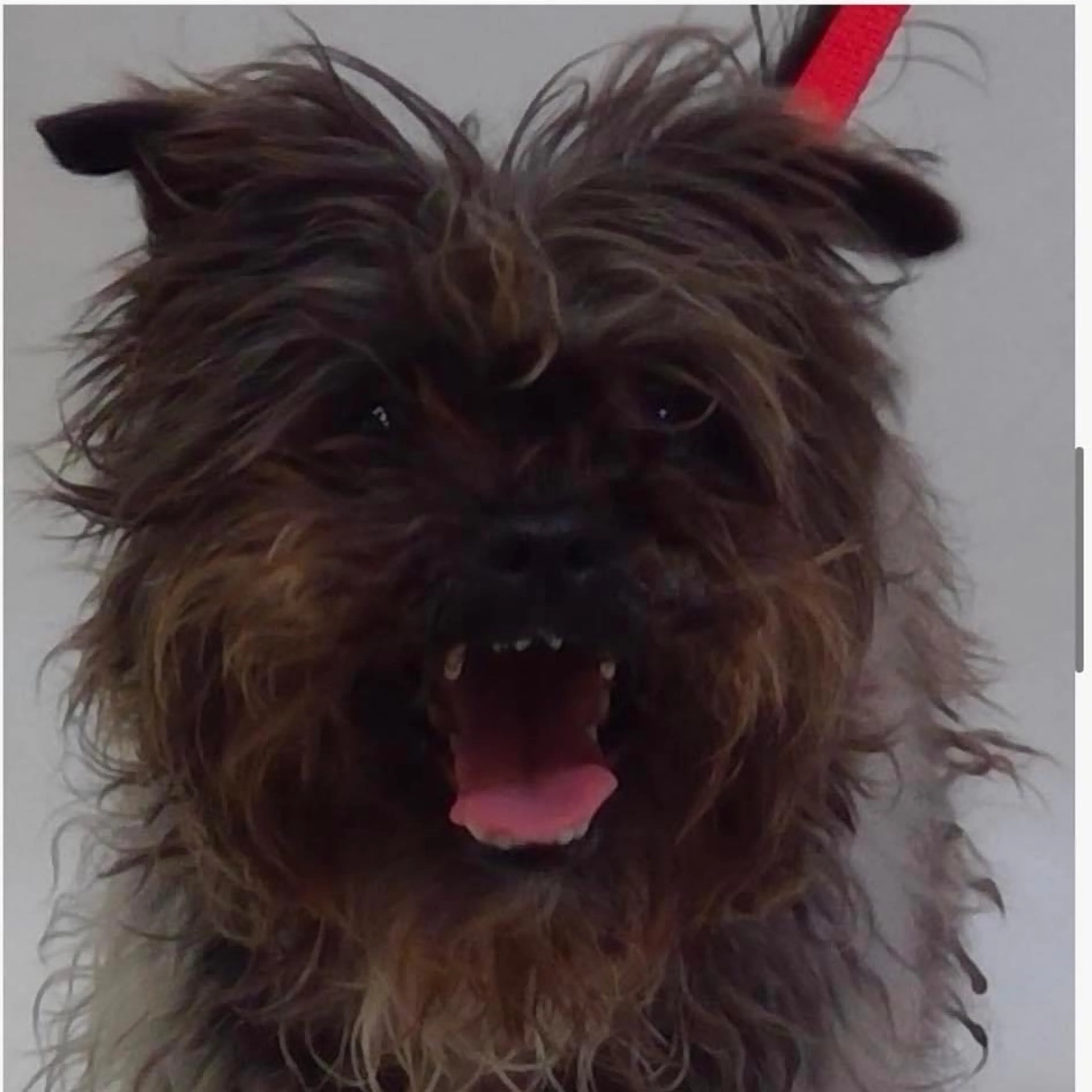 Lost pet