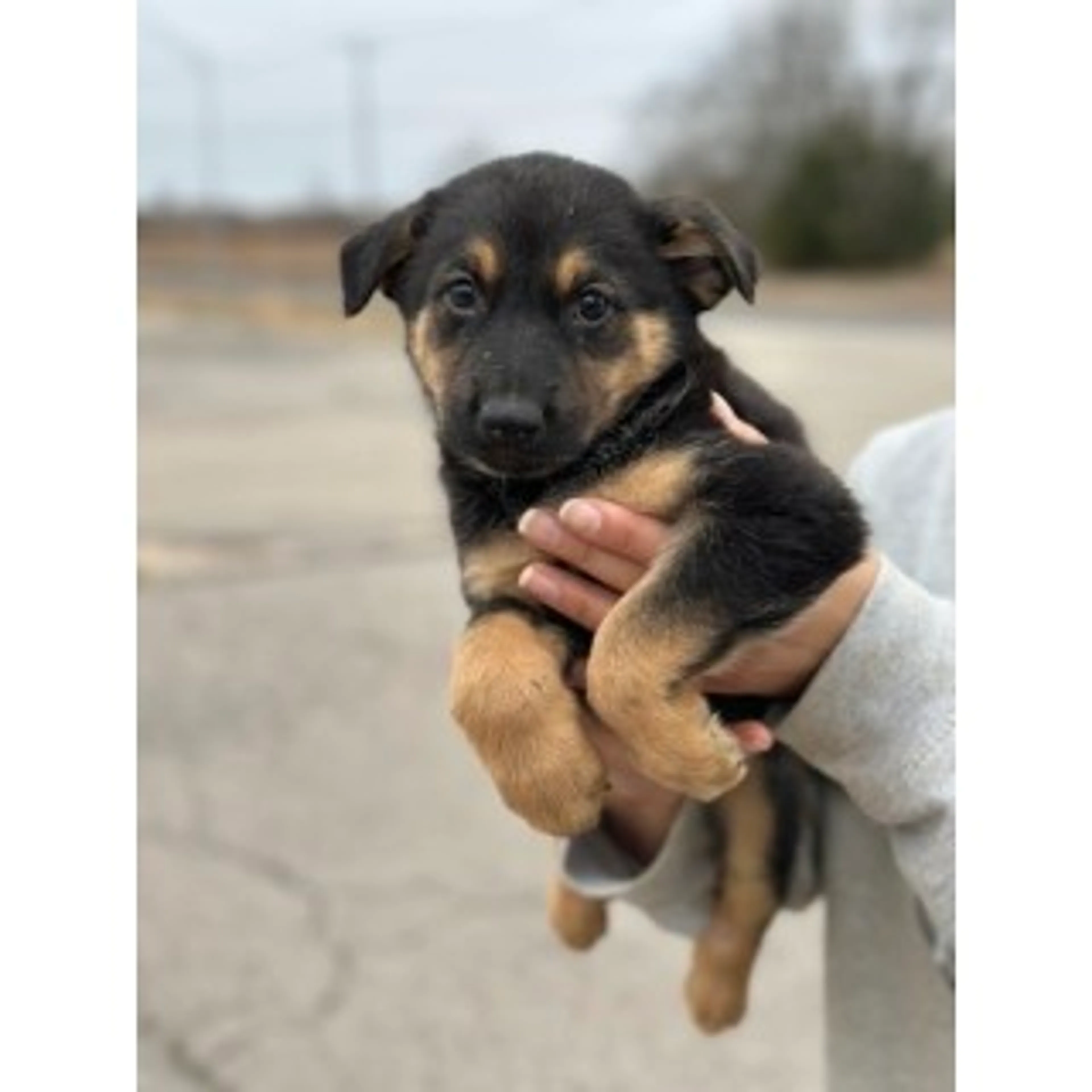 Lost pet