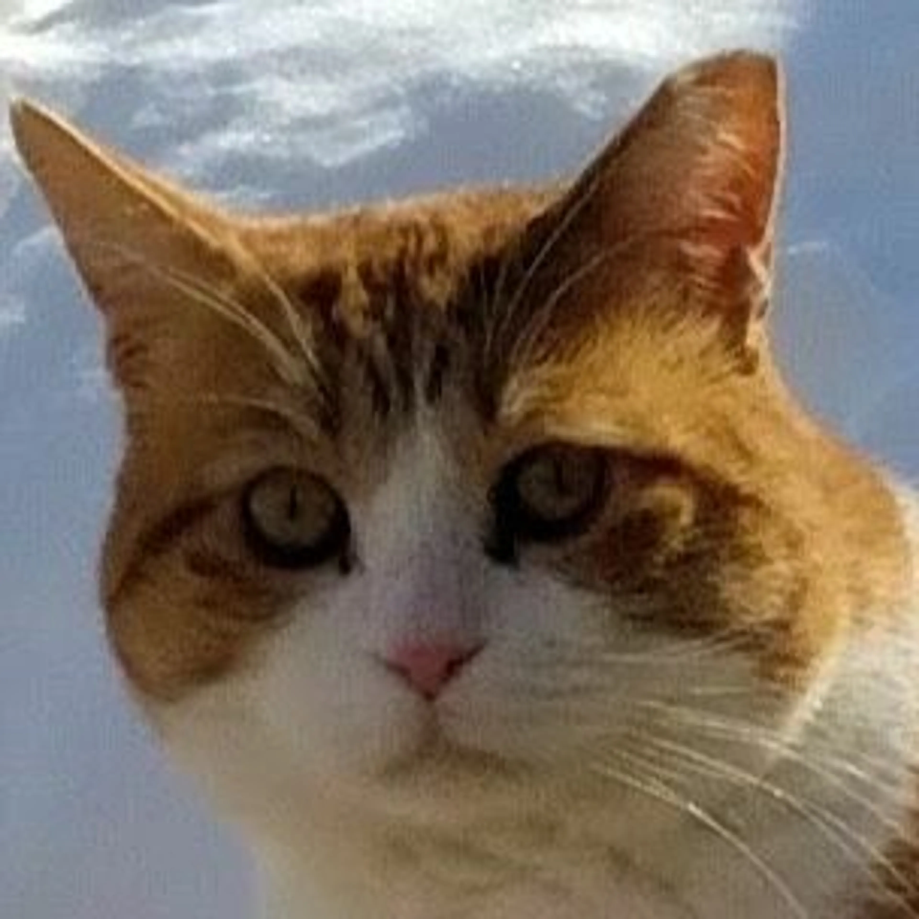 Lost pet