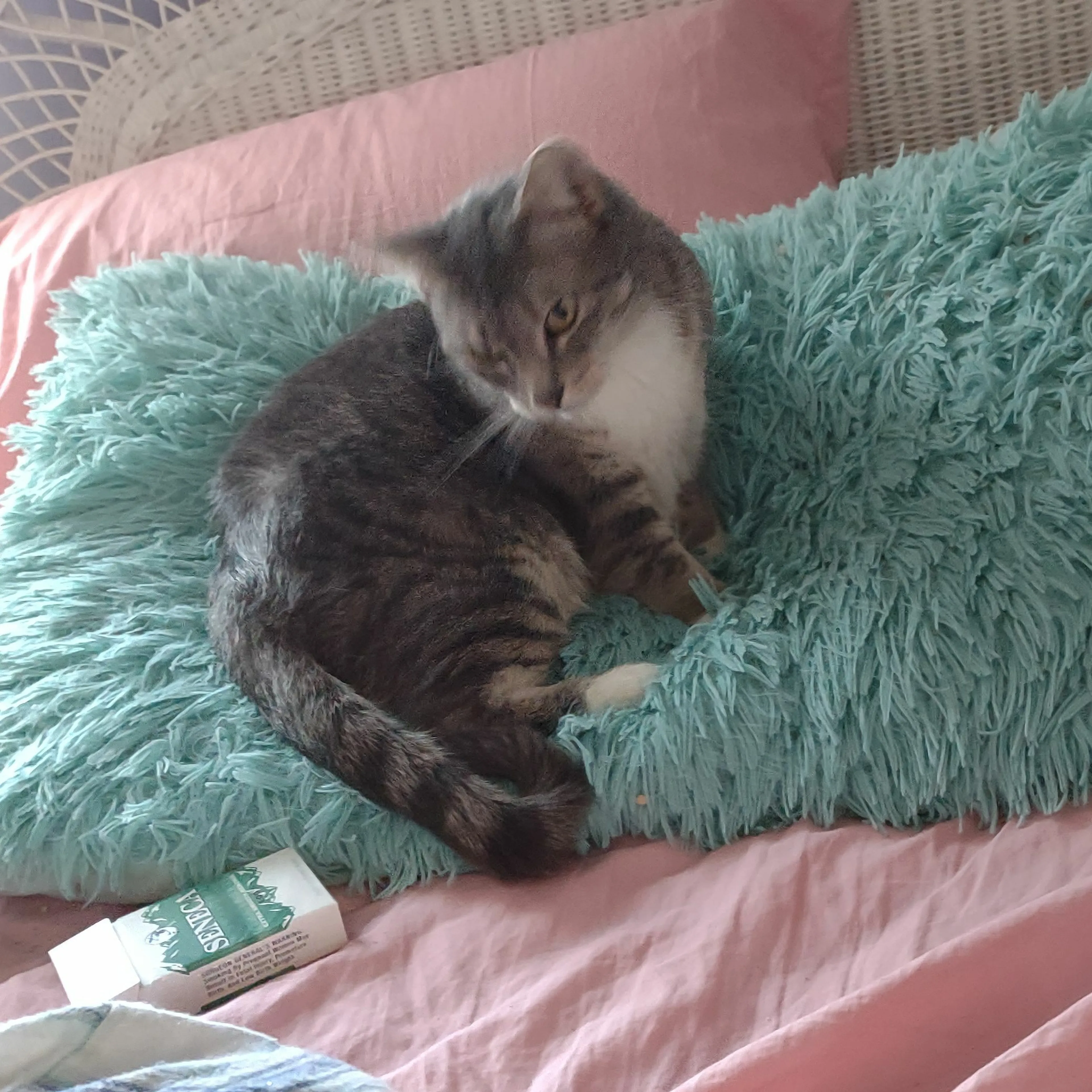 Lost pet