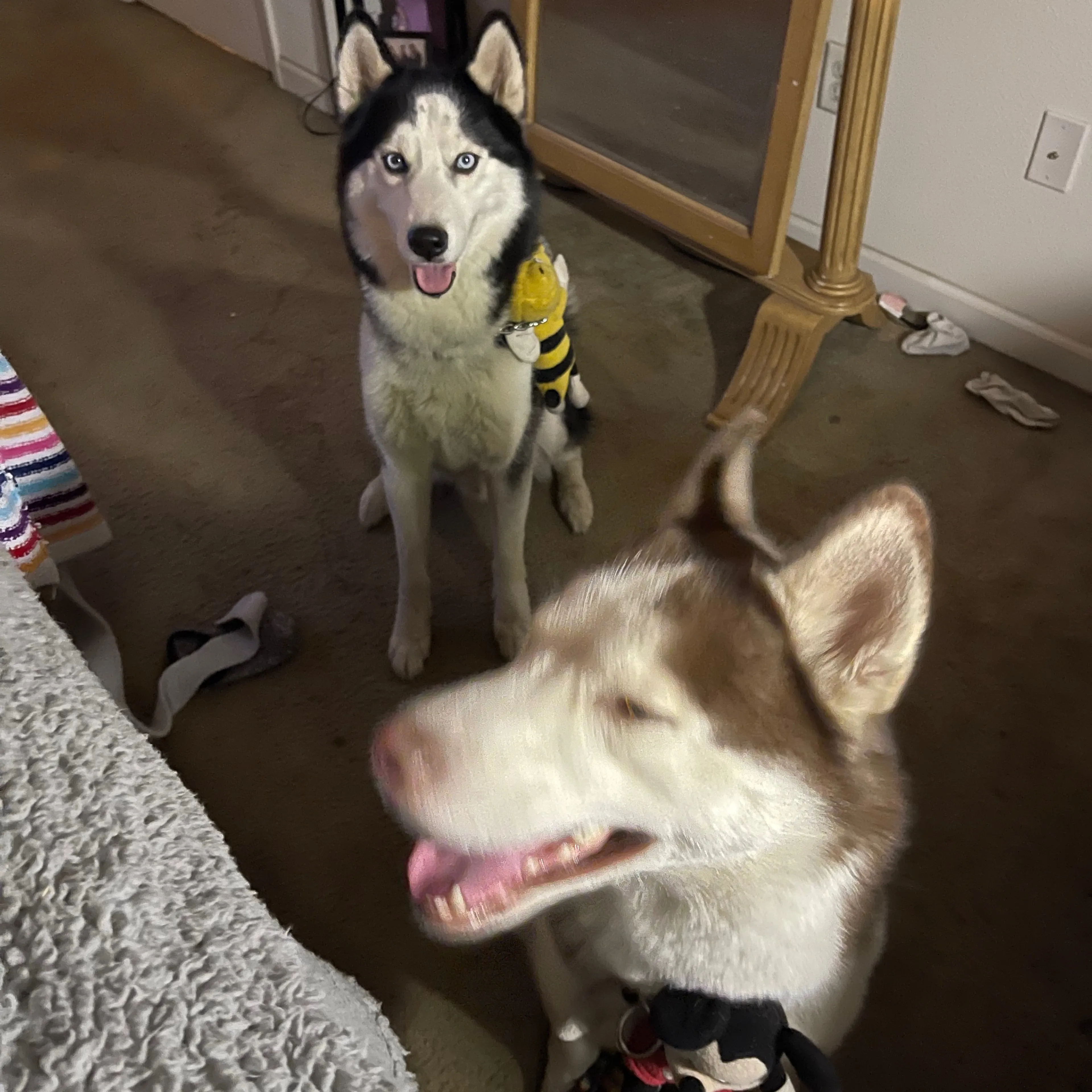 Lost pet