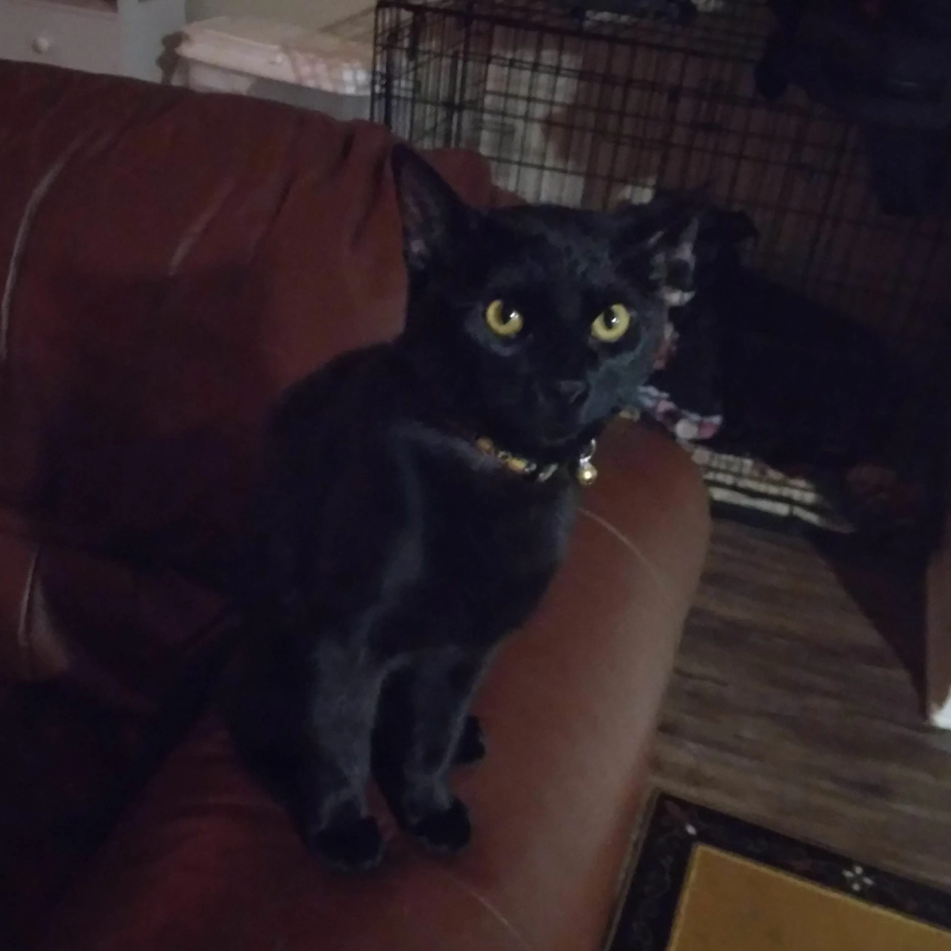 Lost pet