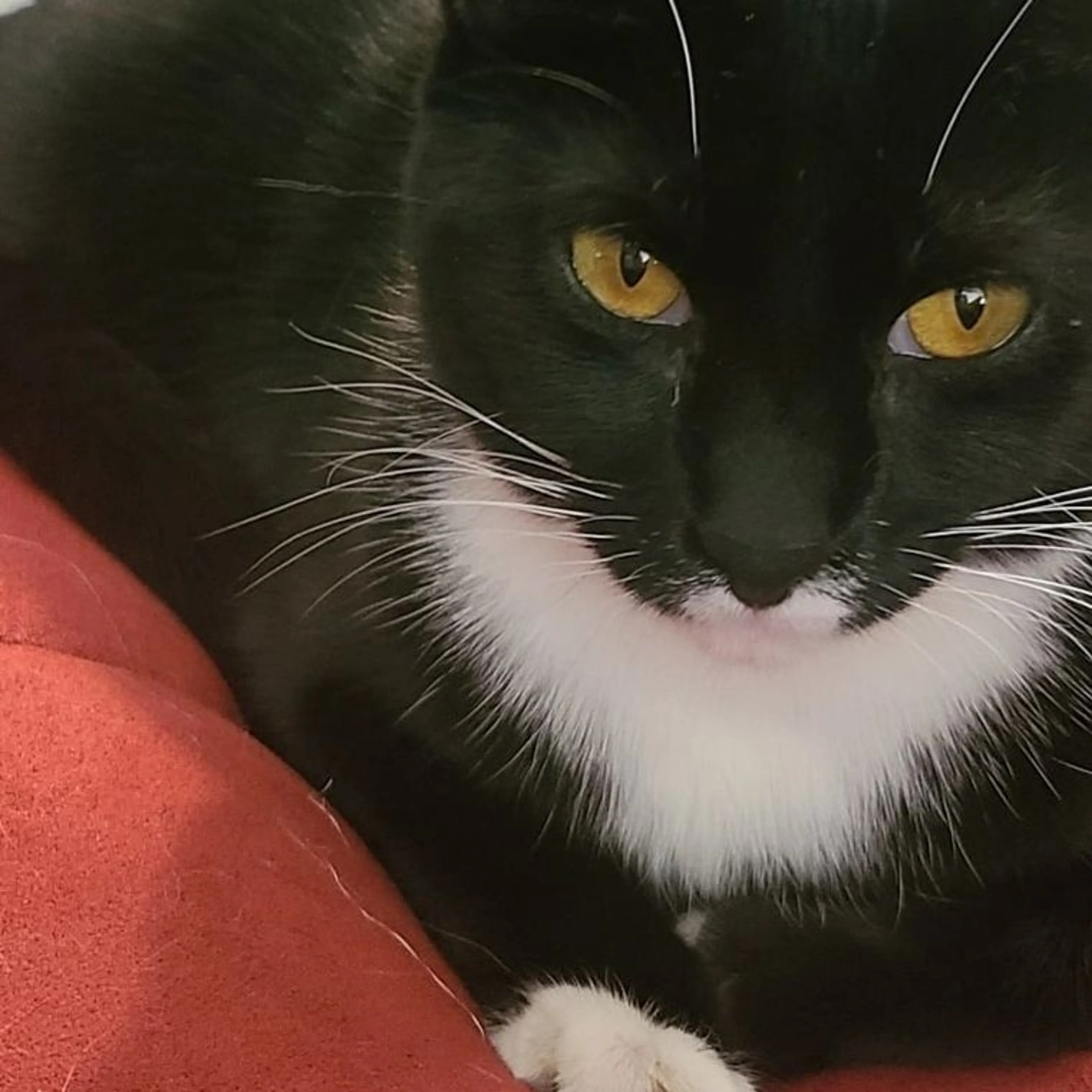 Lost pet