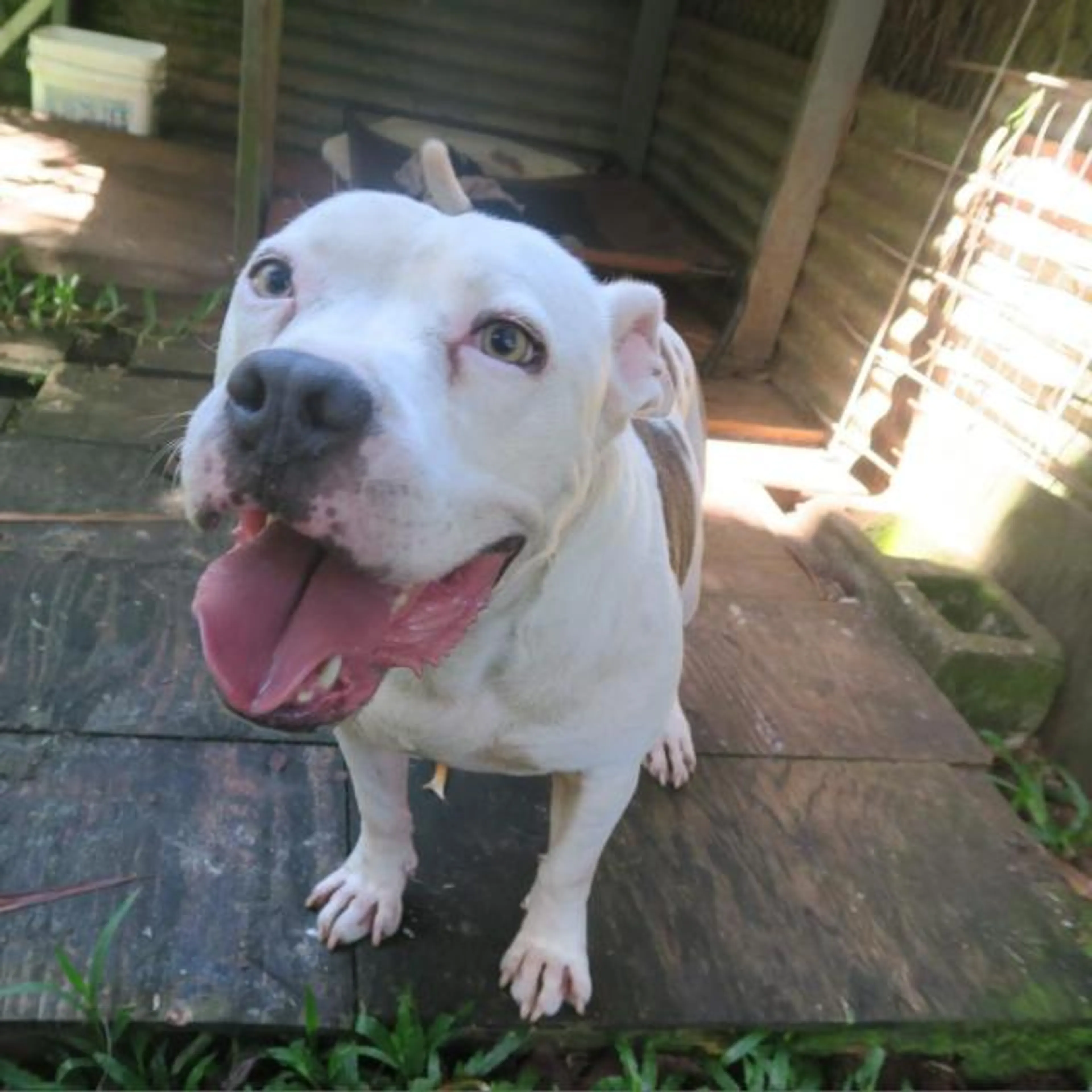 Found pet