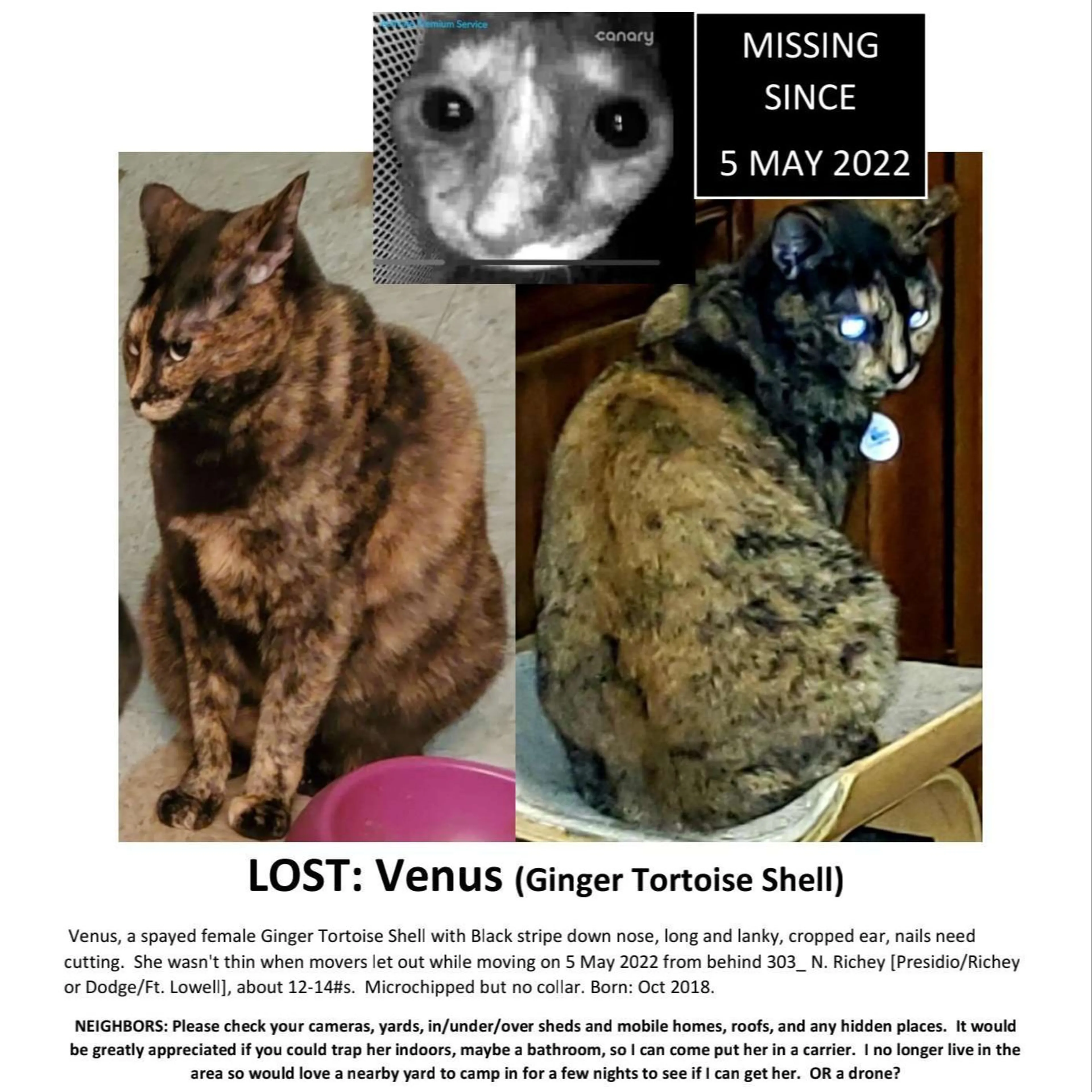 Lost pet