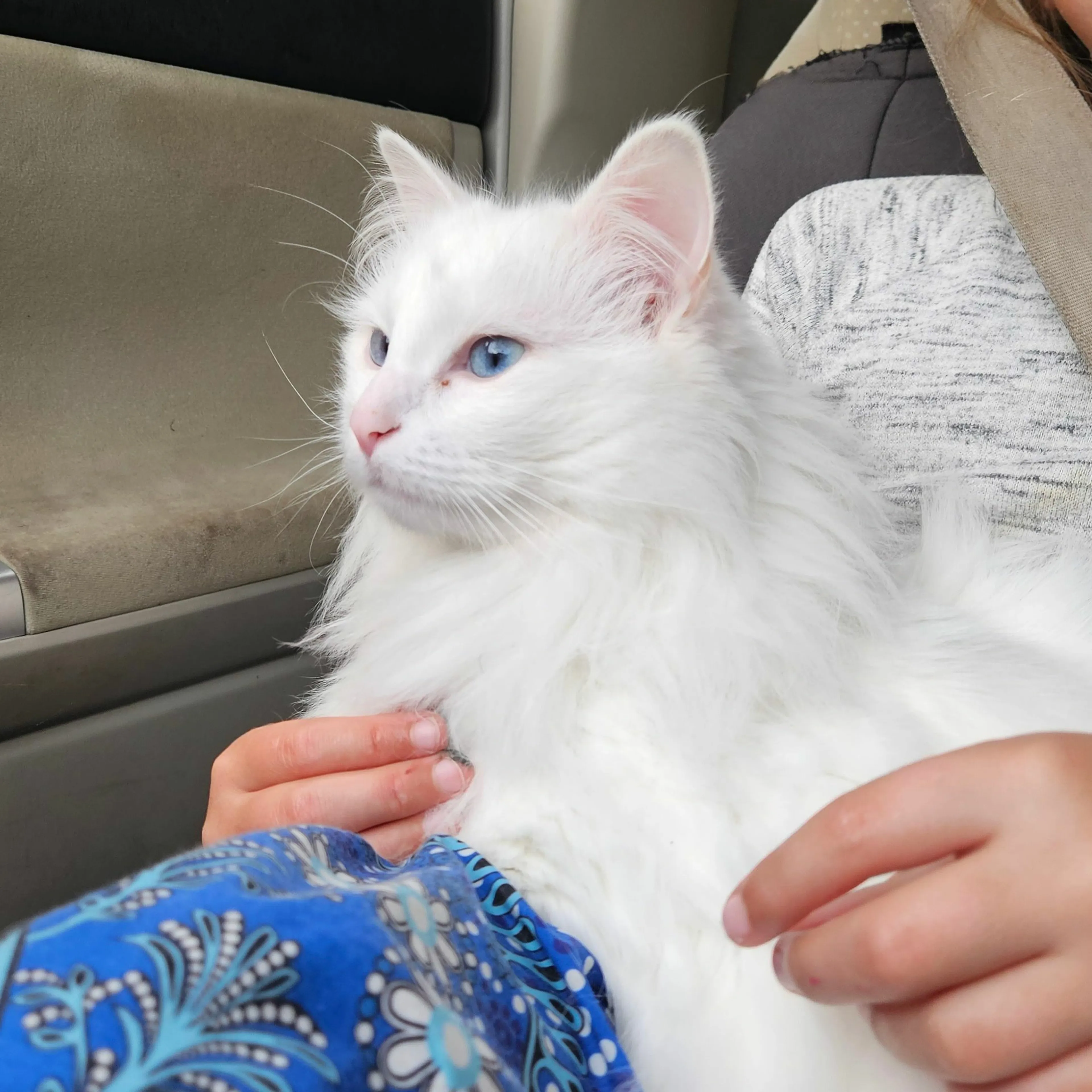 Lost pet
