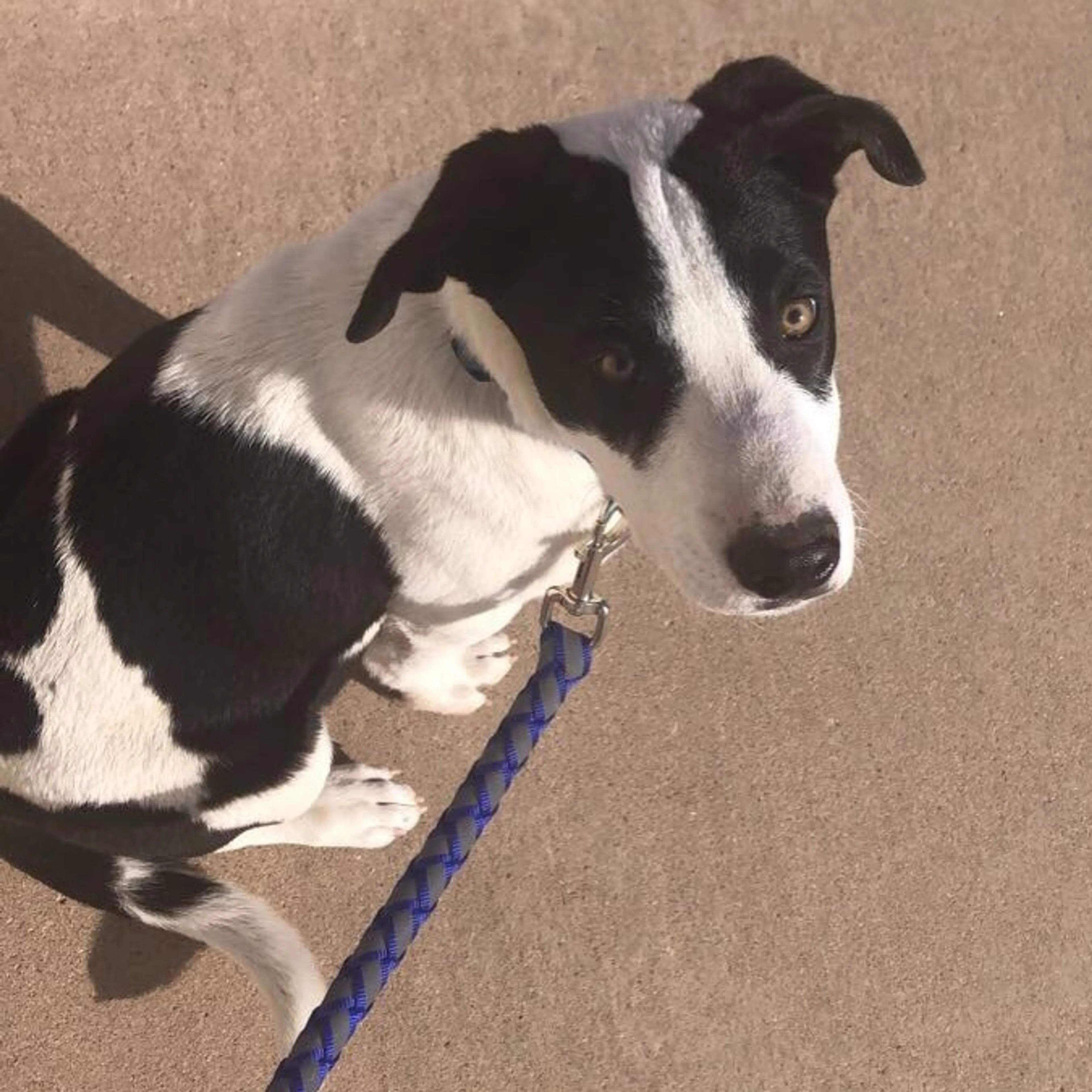 Lost pet