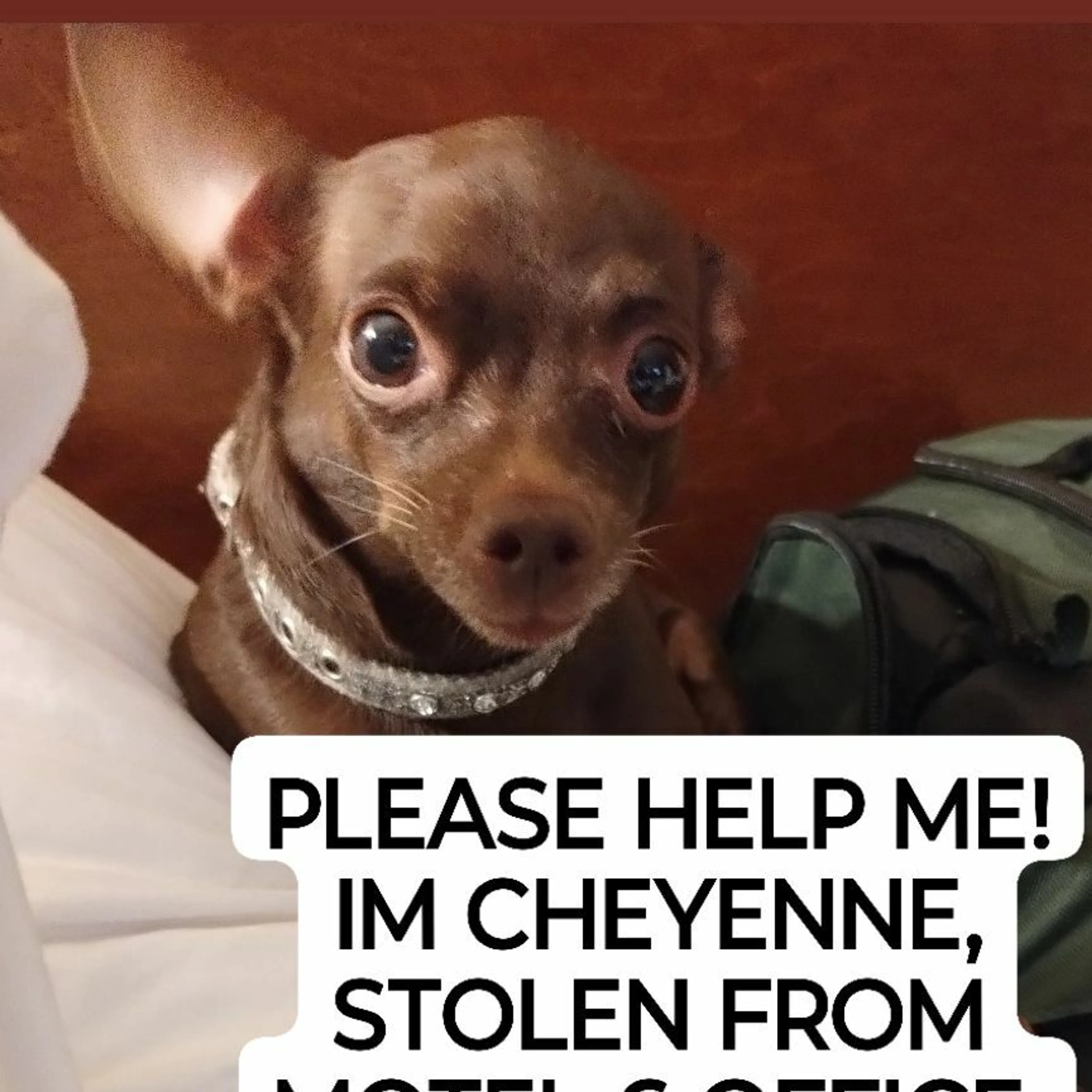 Lost pet