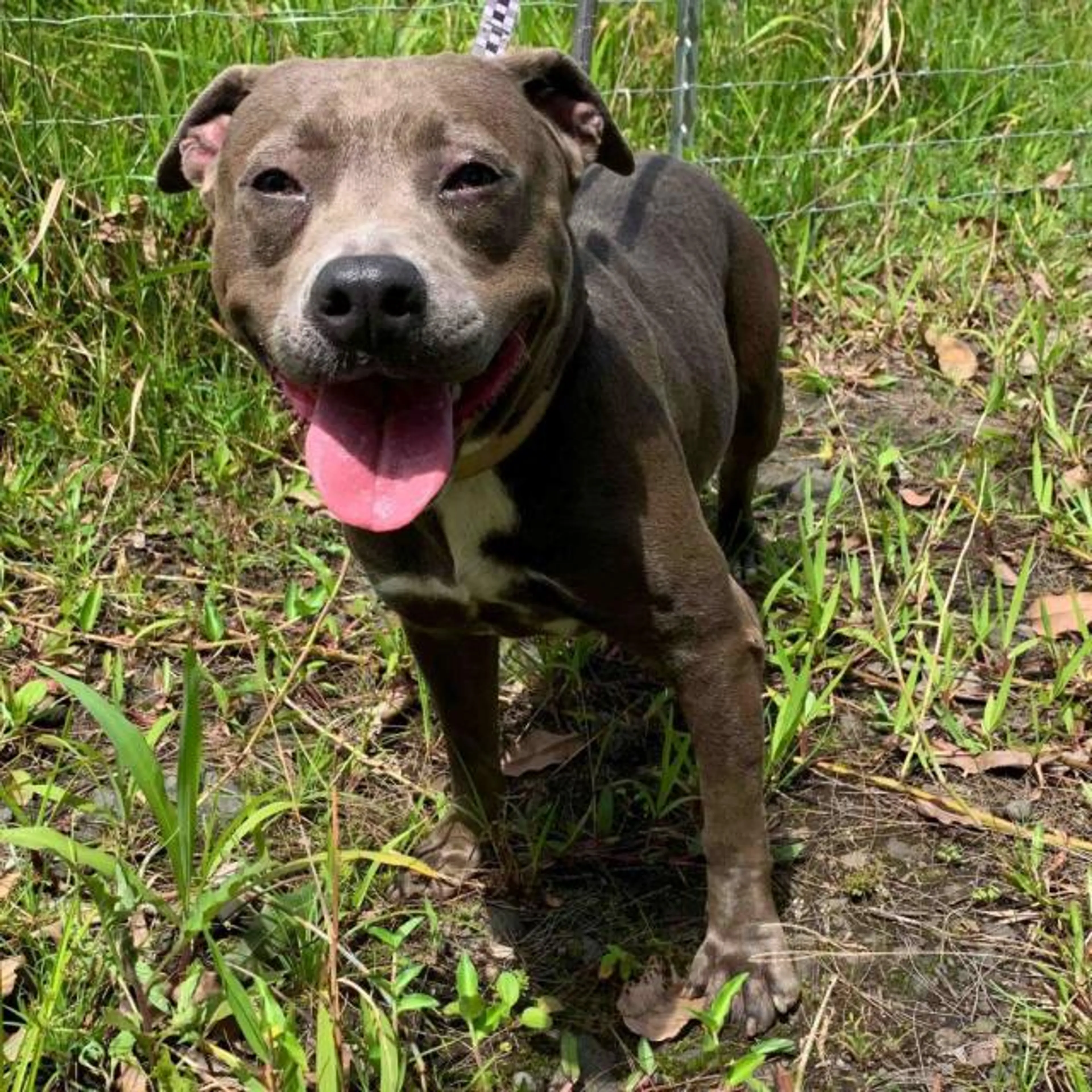 Found pet