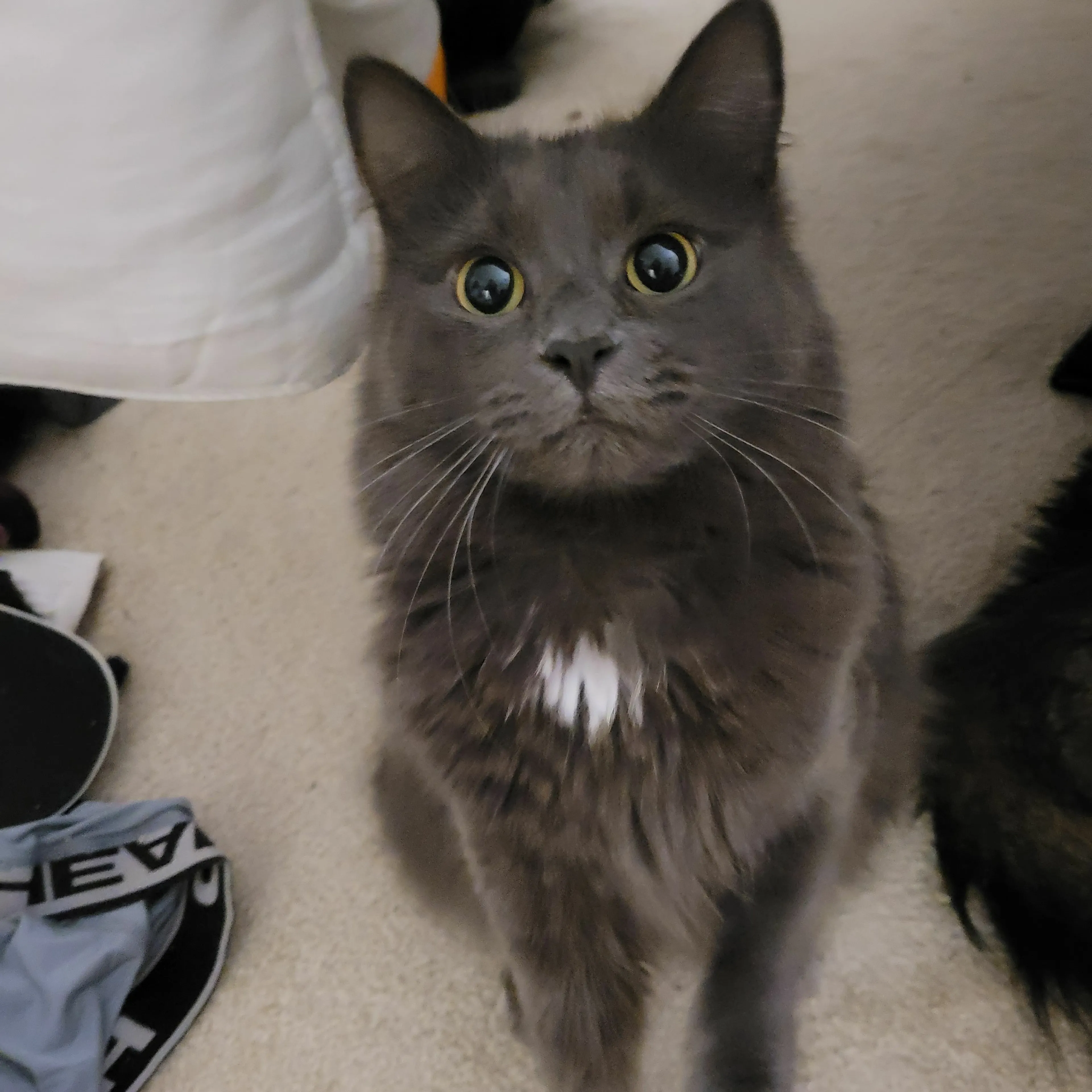 Lost pet