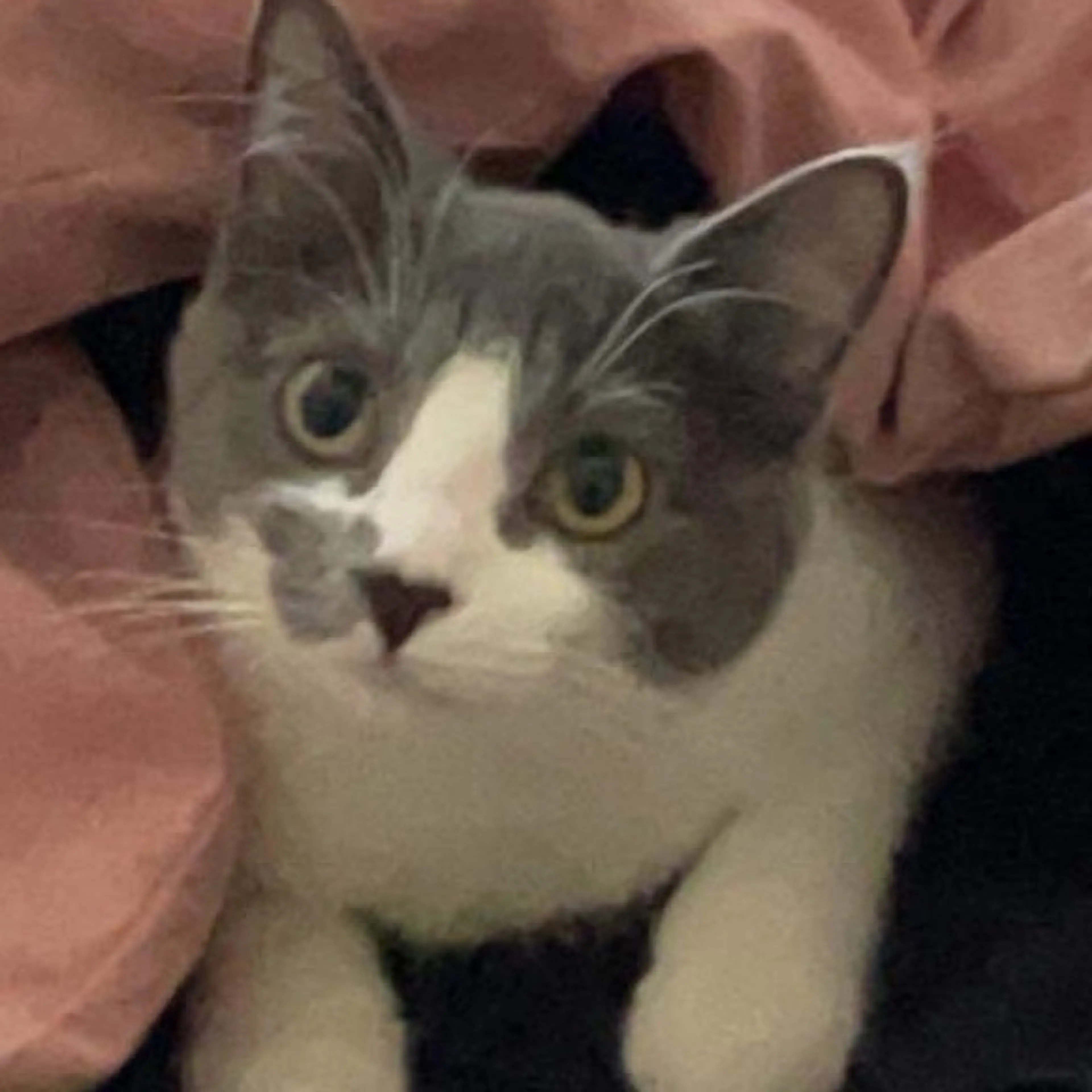 Lost pet