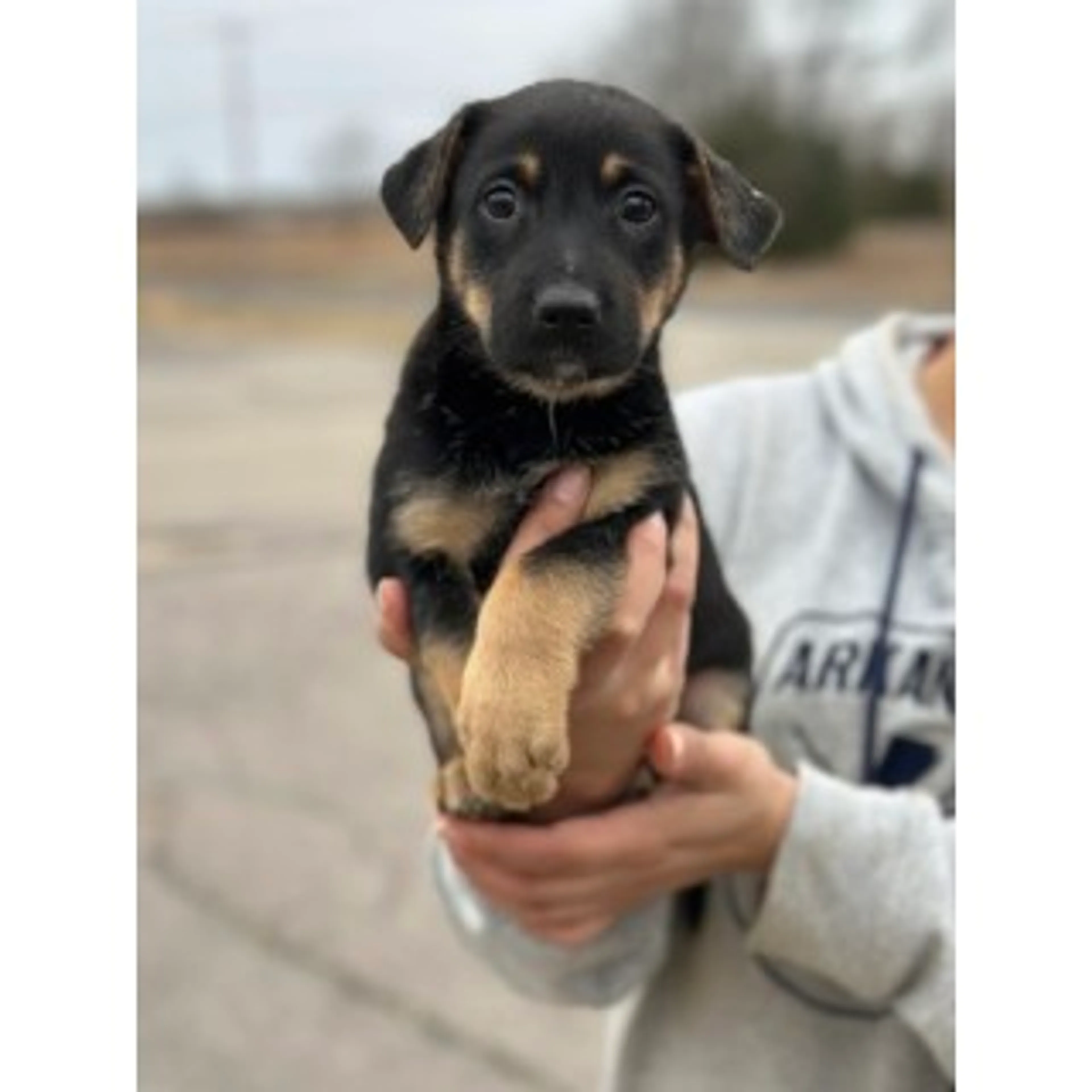 Lost pet