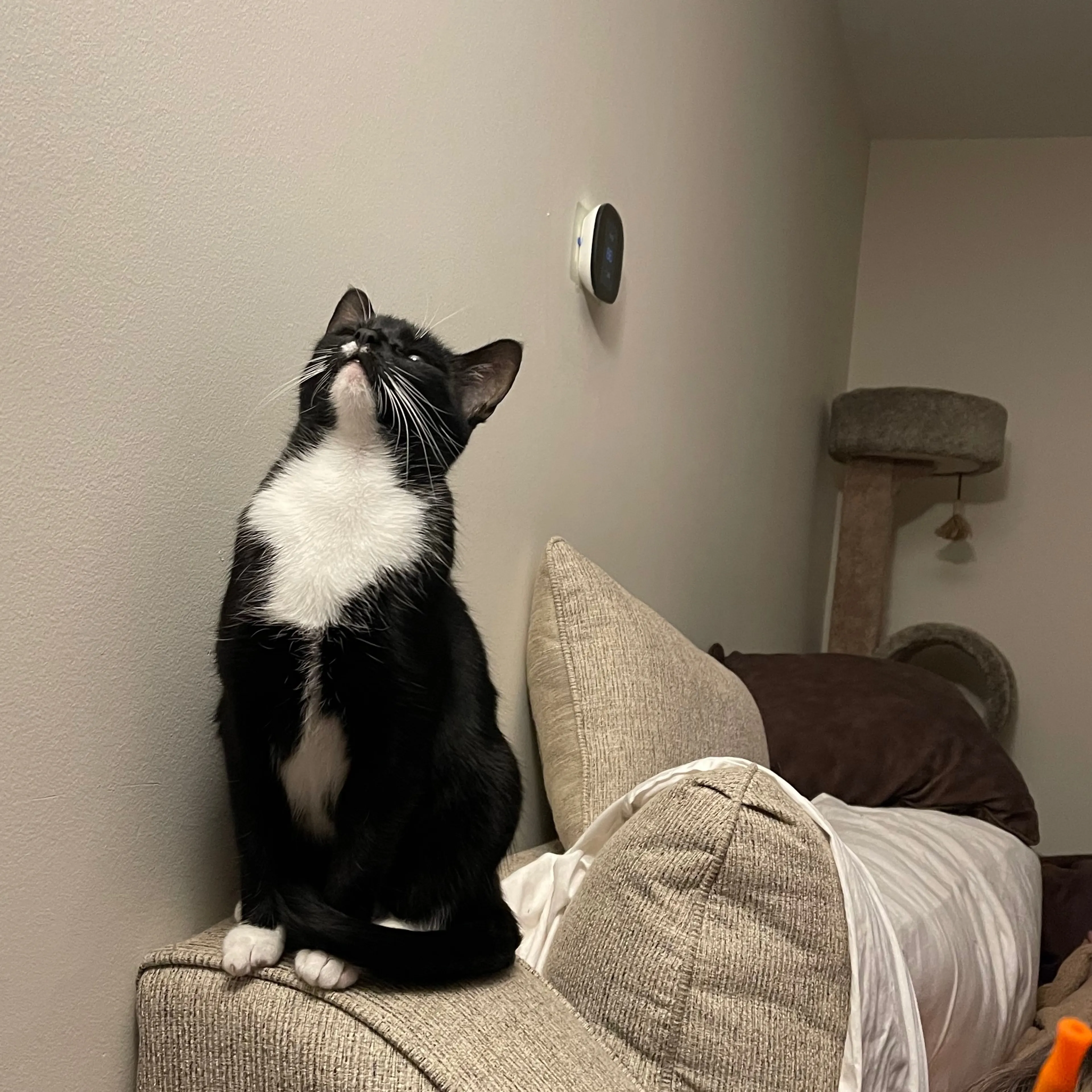Lost pet