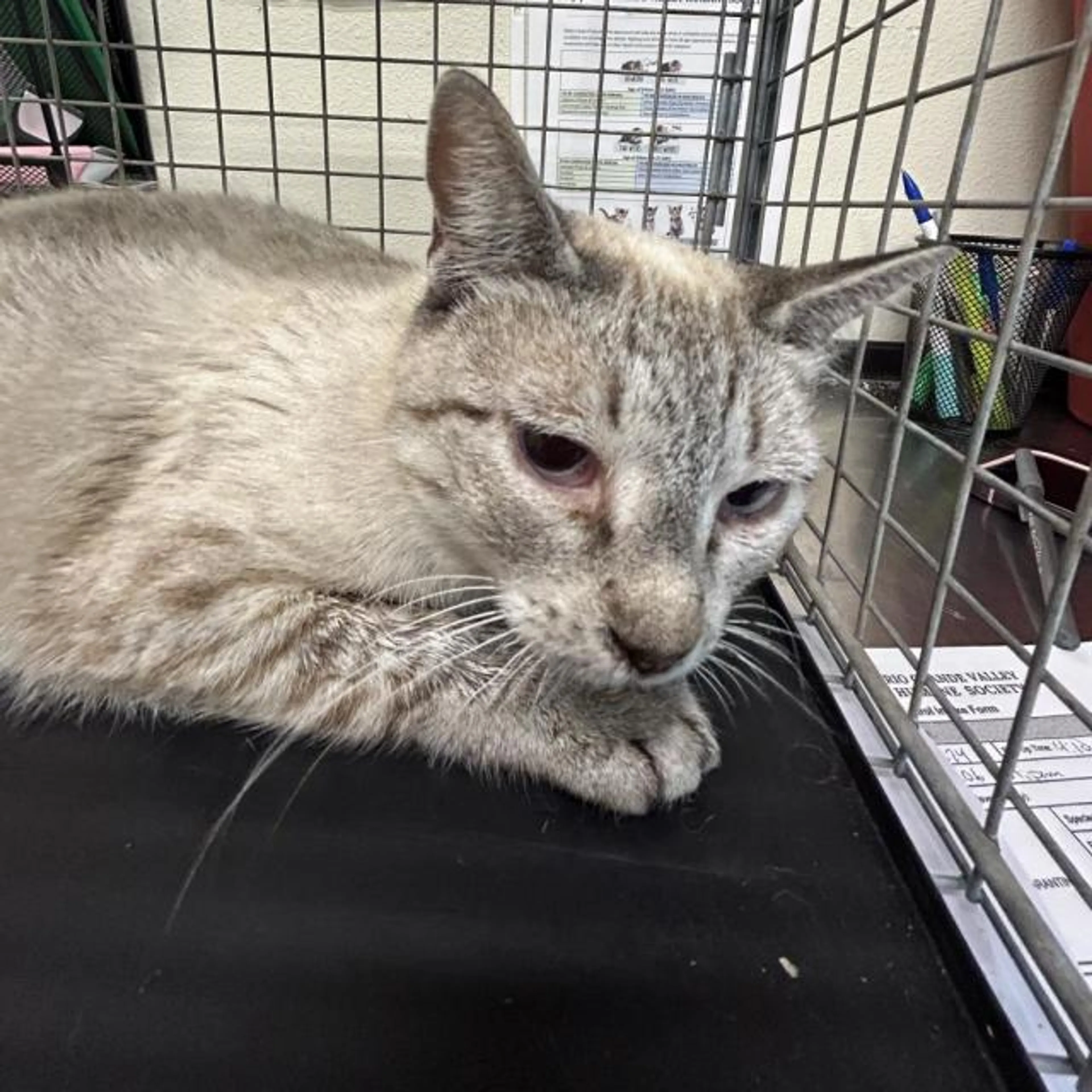 Found pet