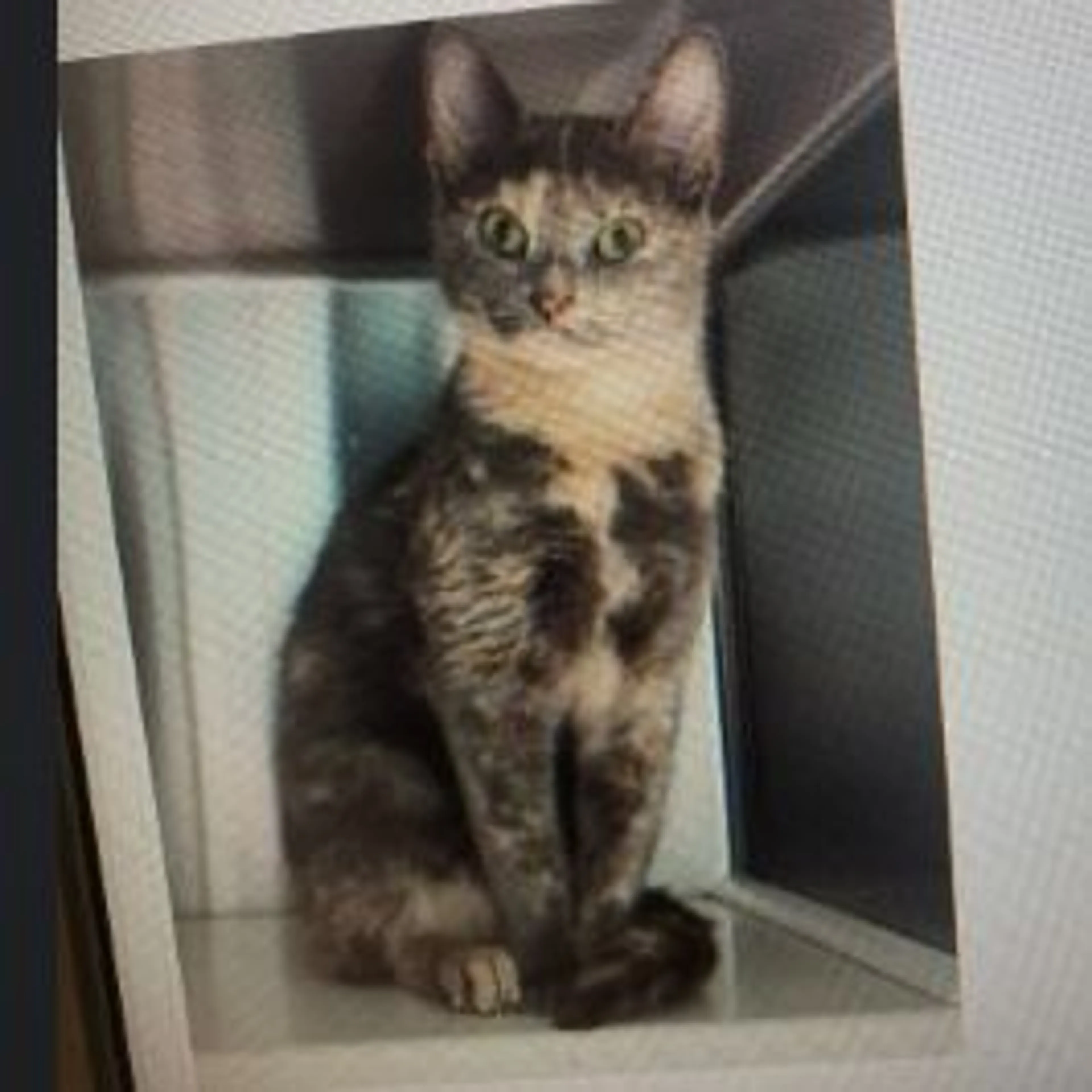 Lost pet