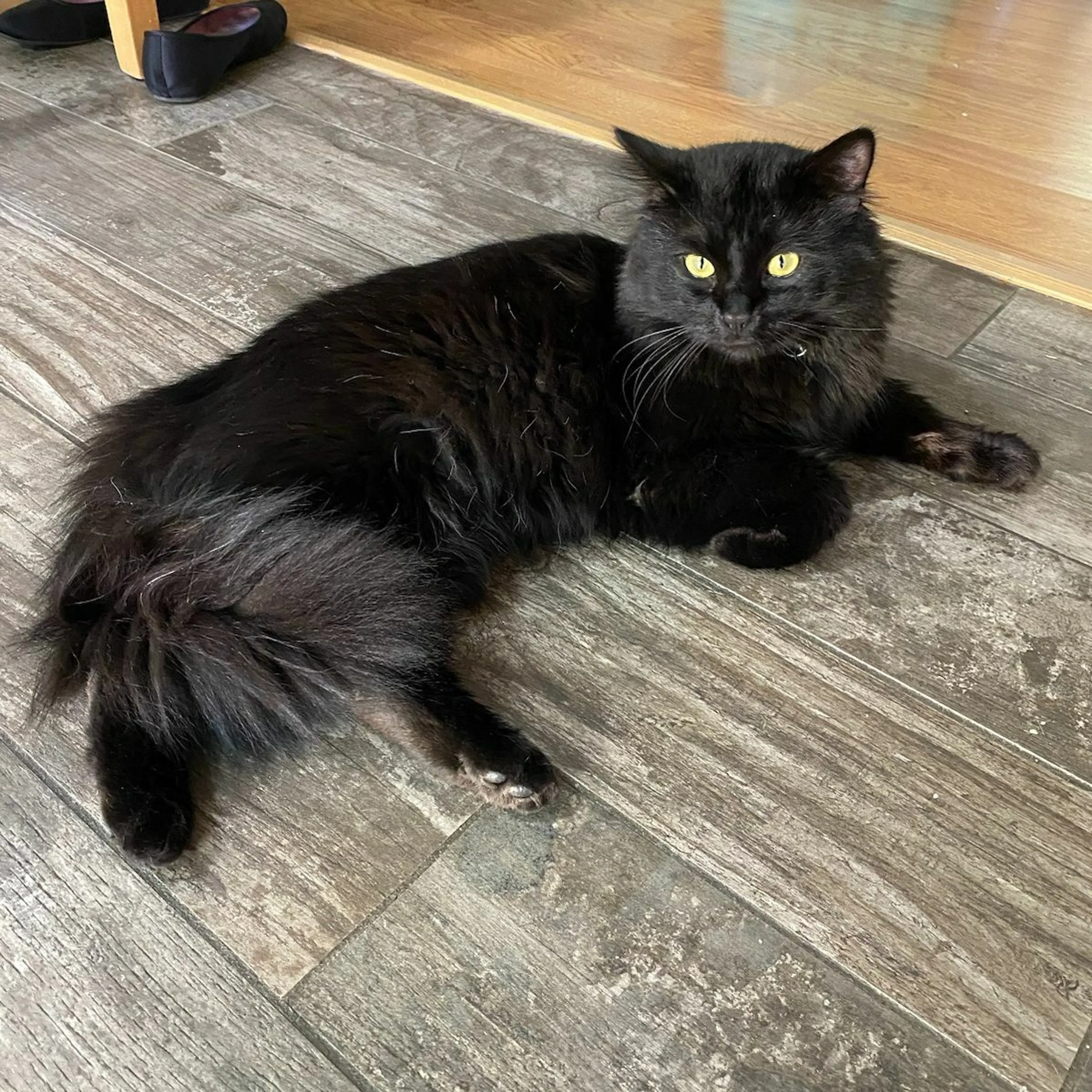 Lost pet