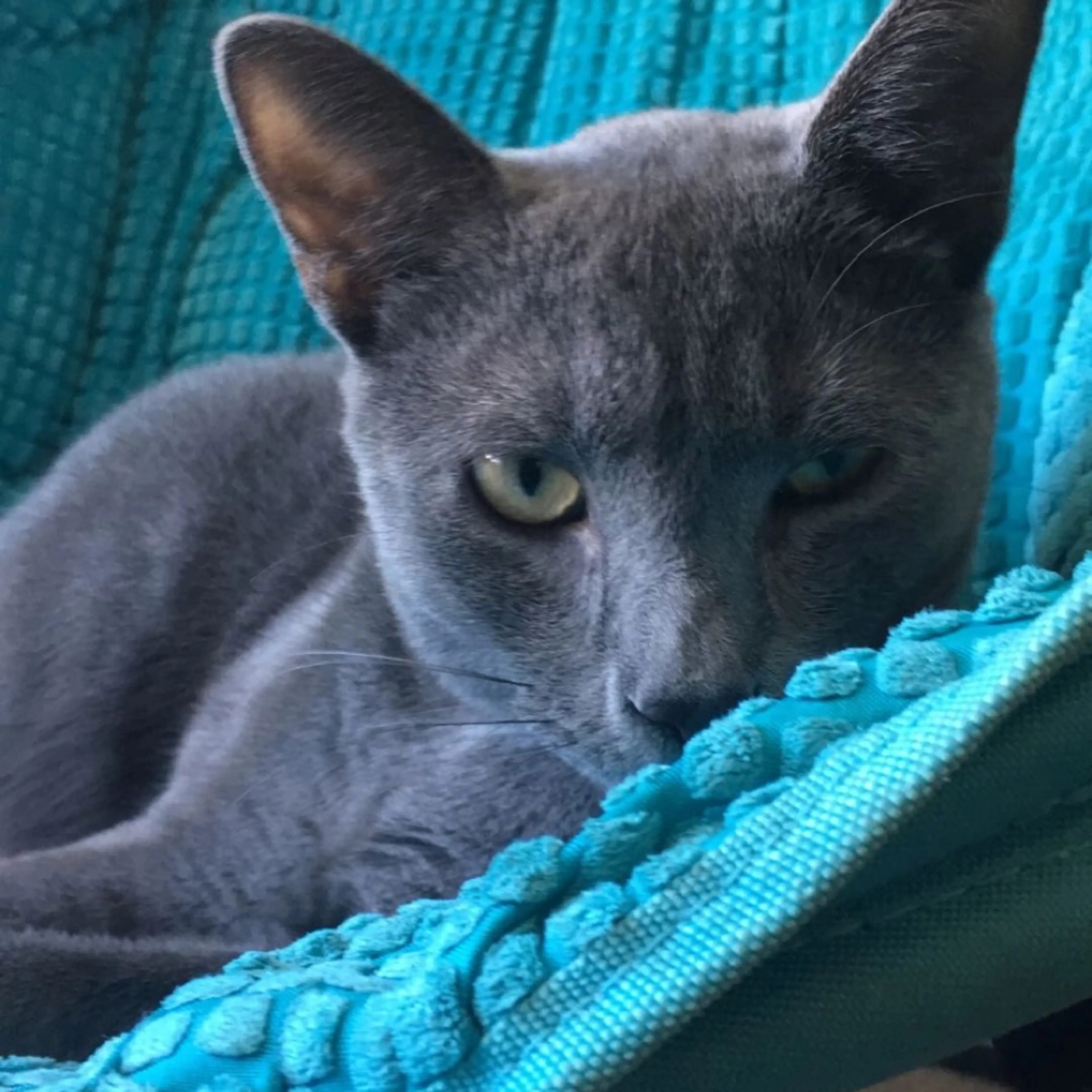 Lost pet