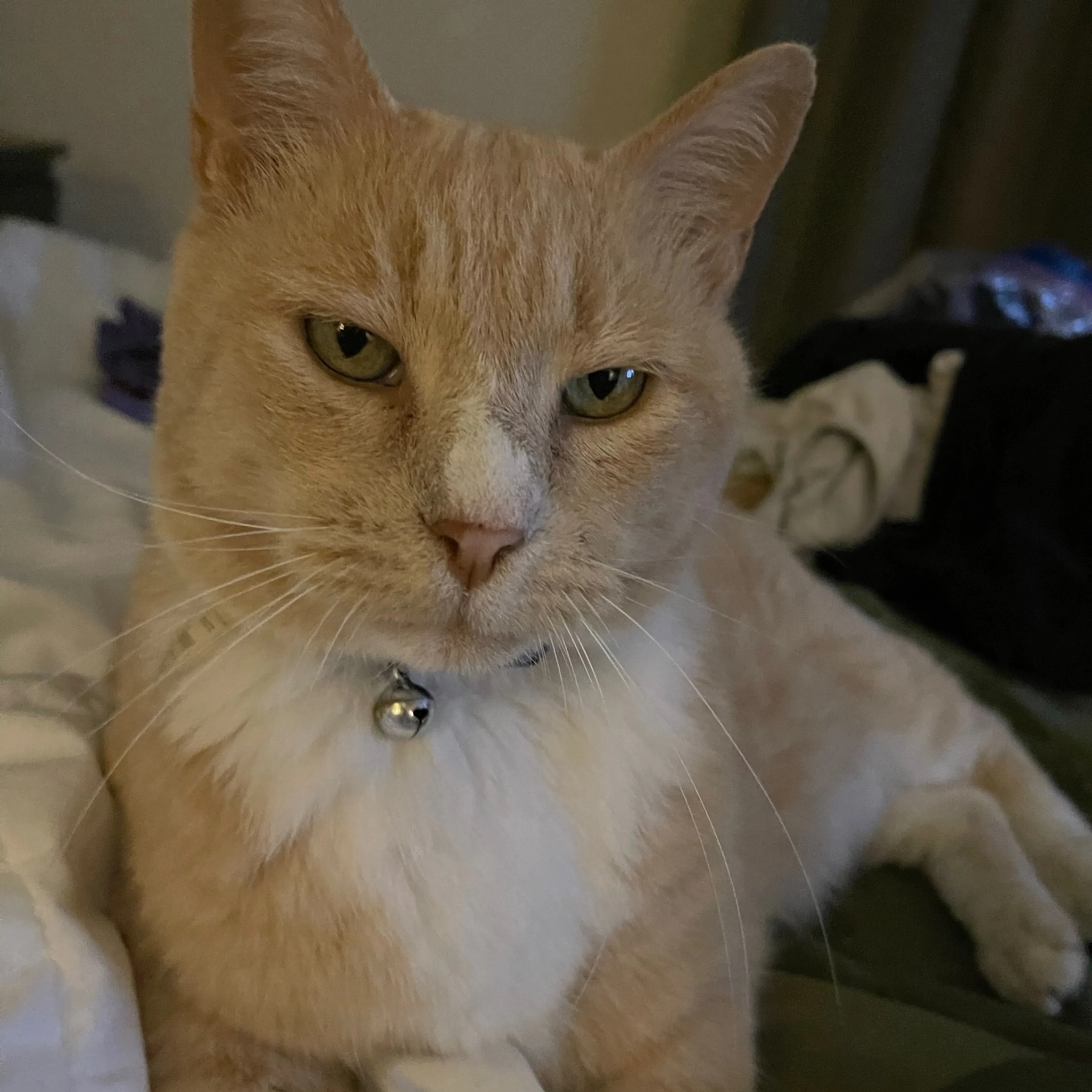 Lost pet
