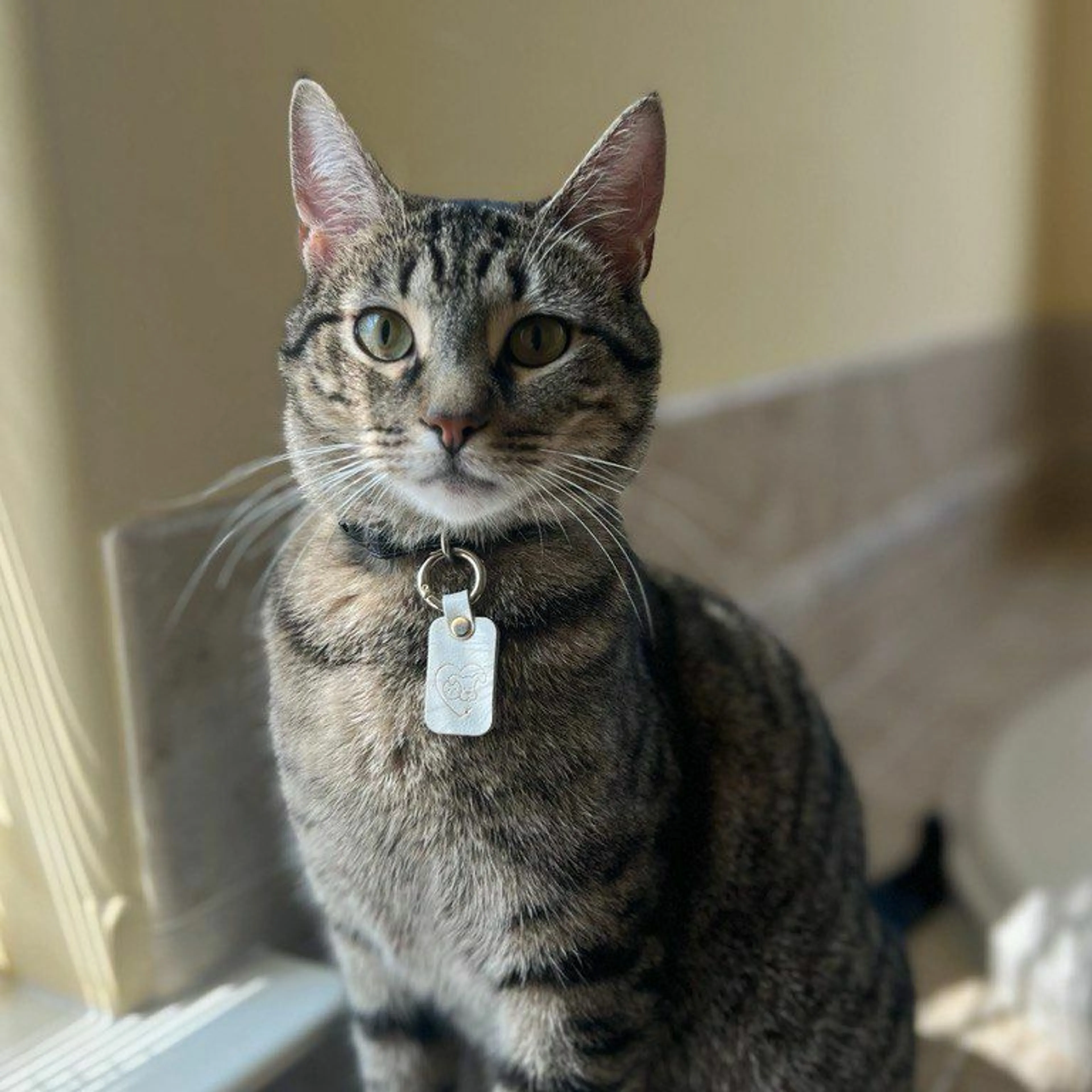 Lost pet