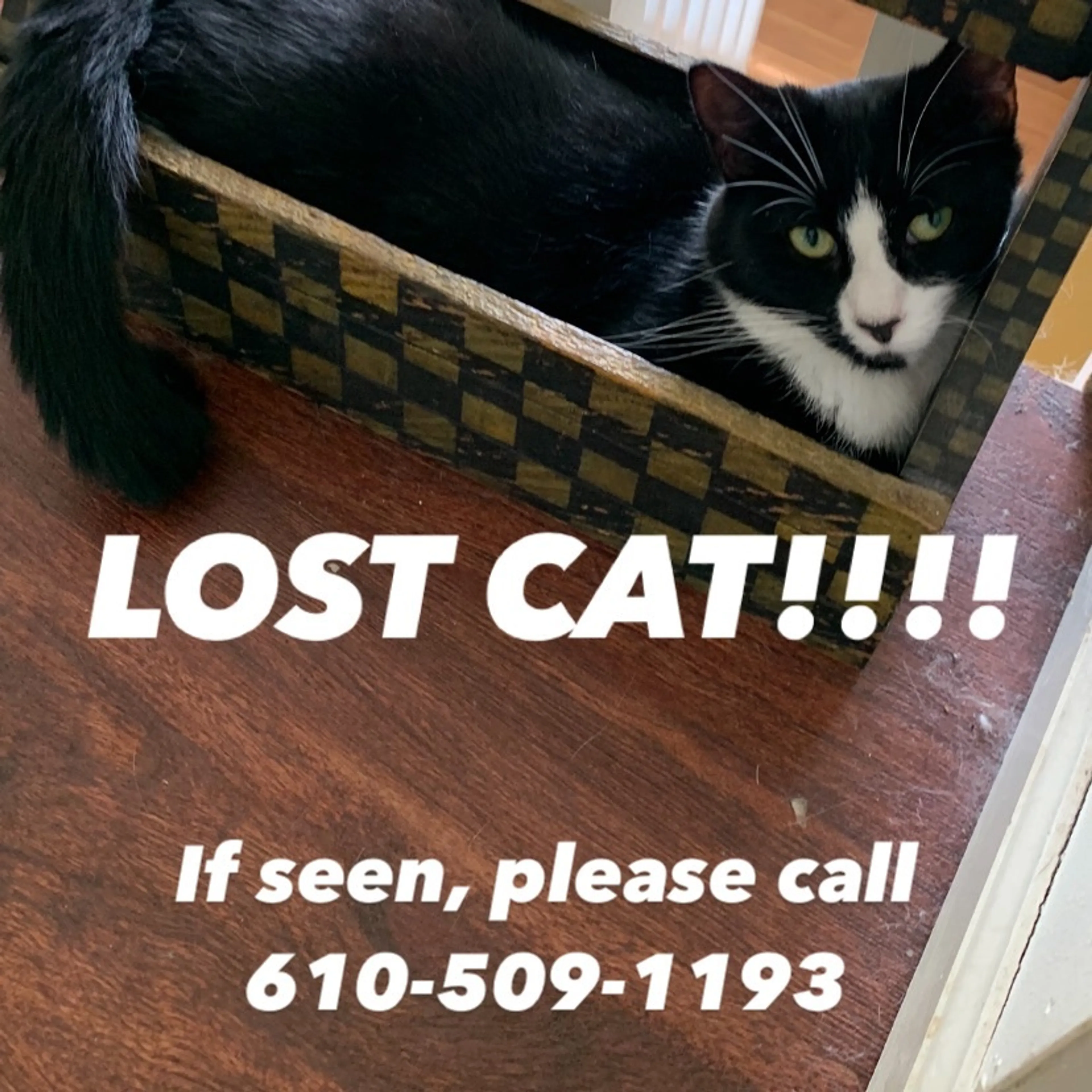 Lost pet