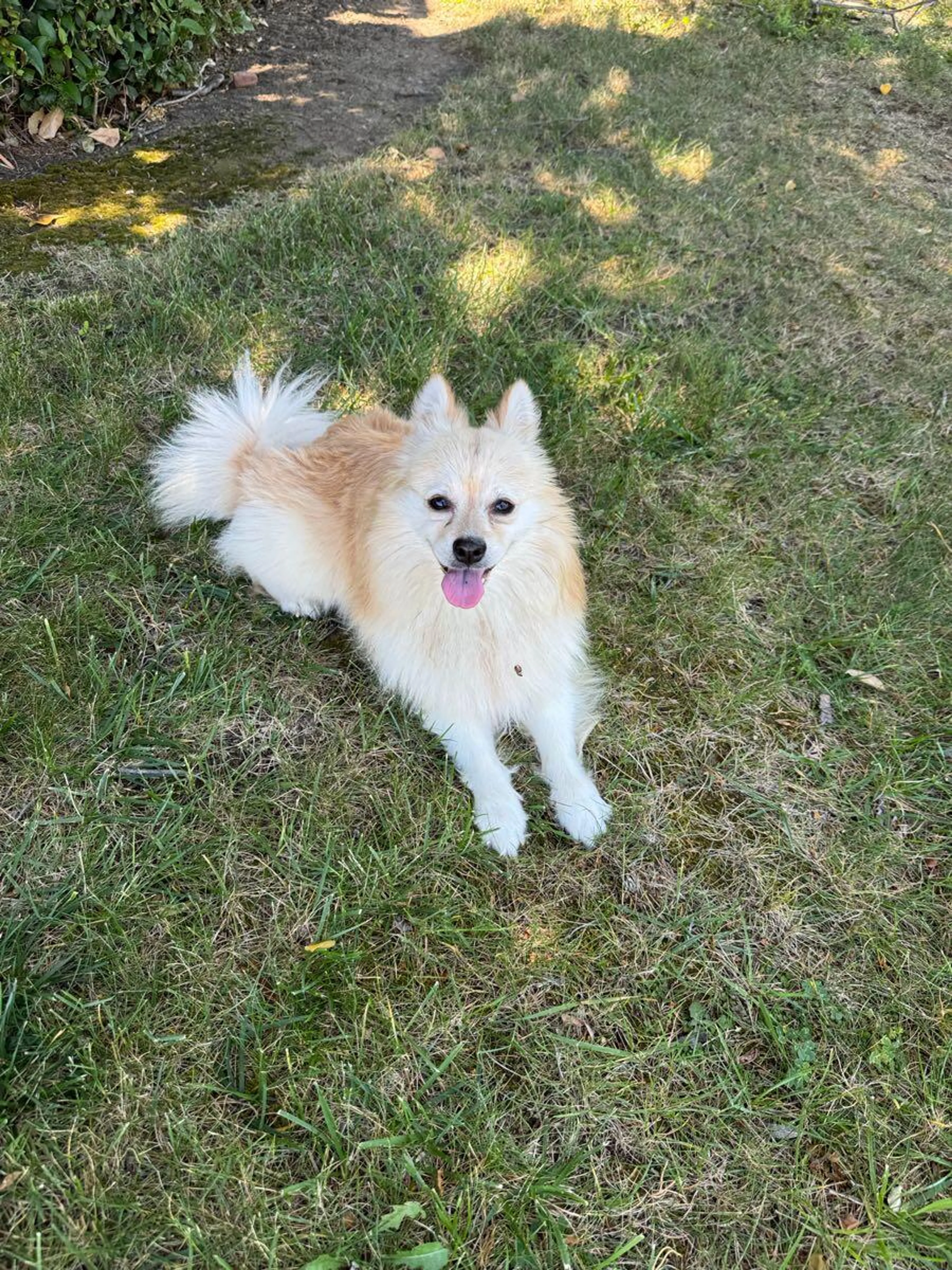 Found pet