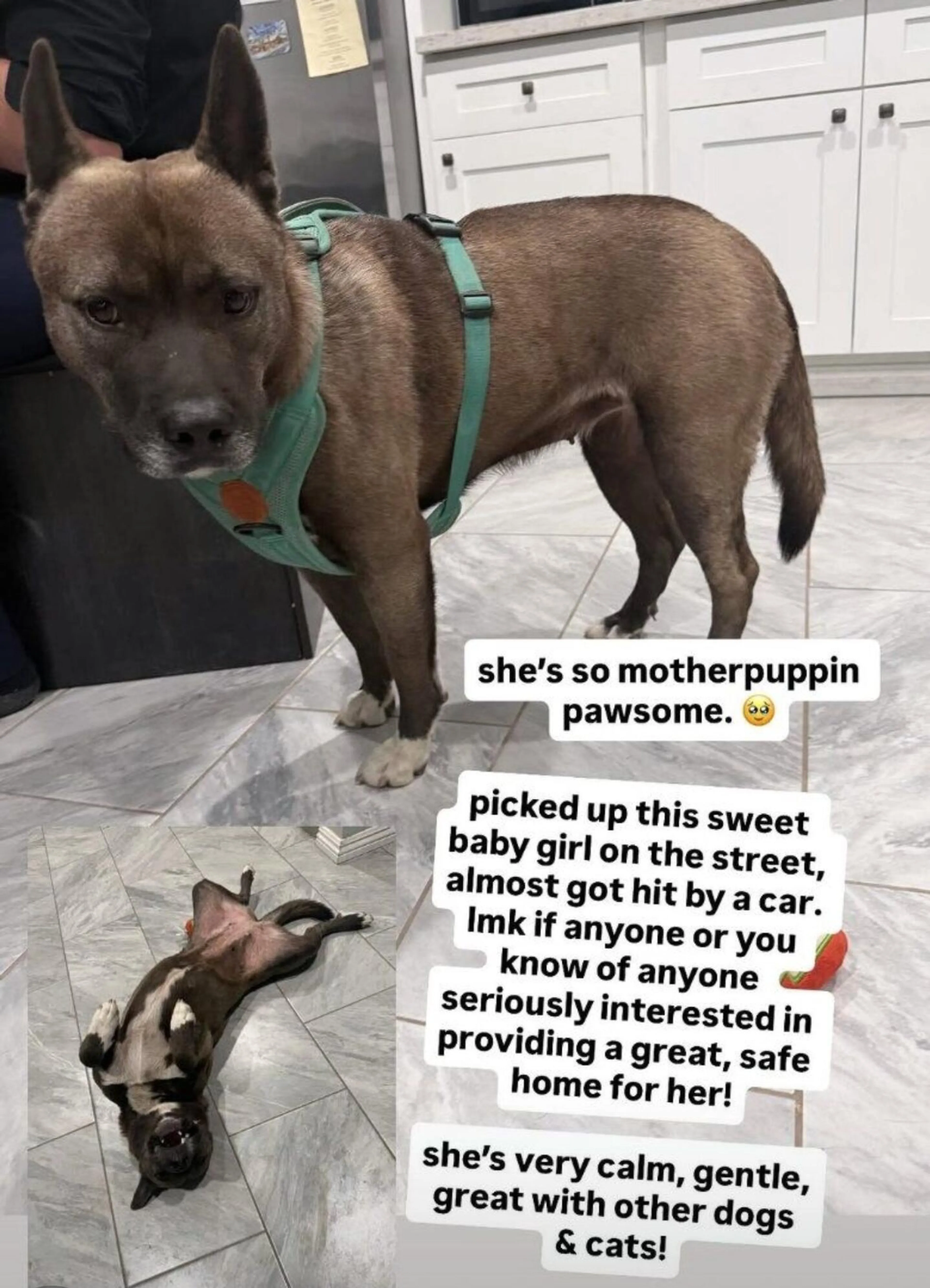 Found pet