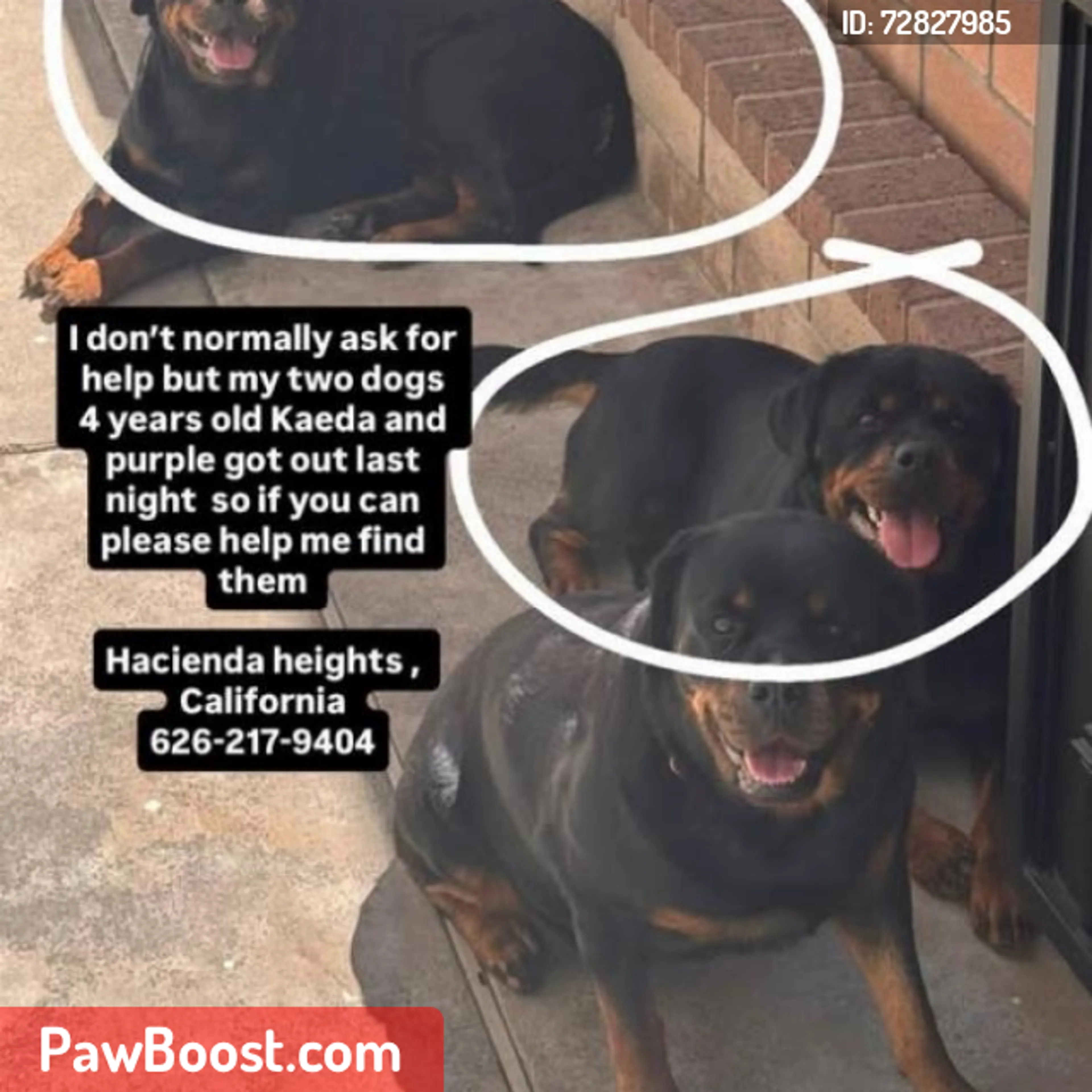 Lost pet