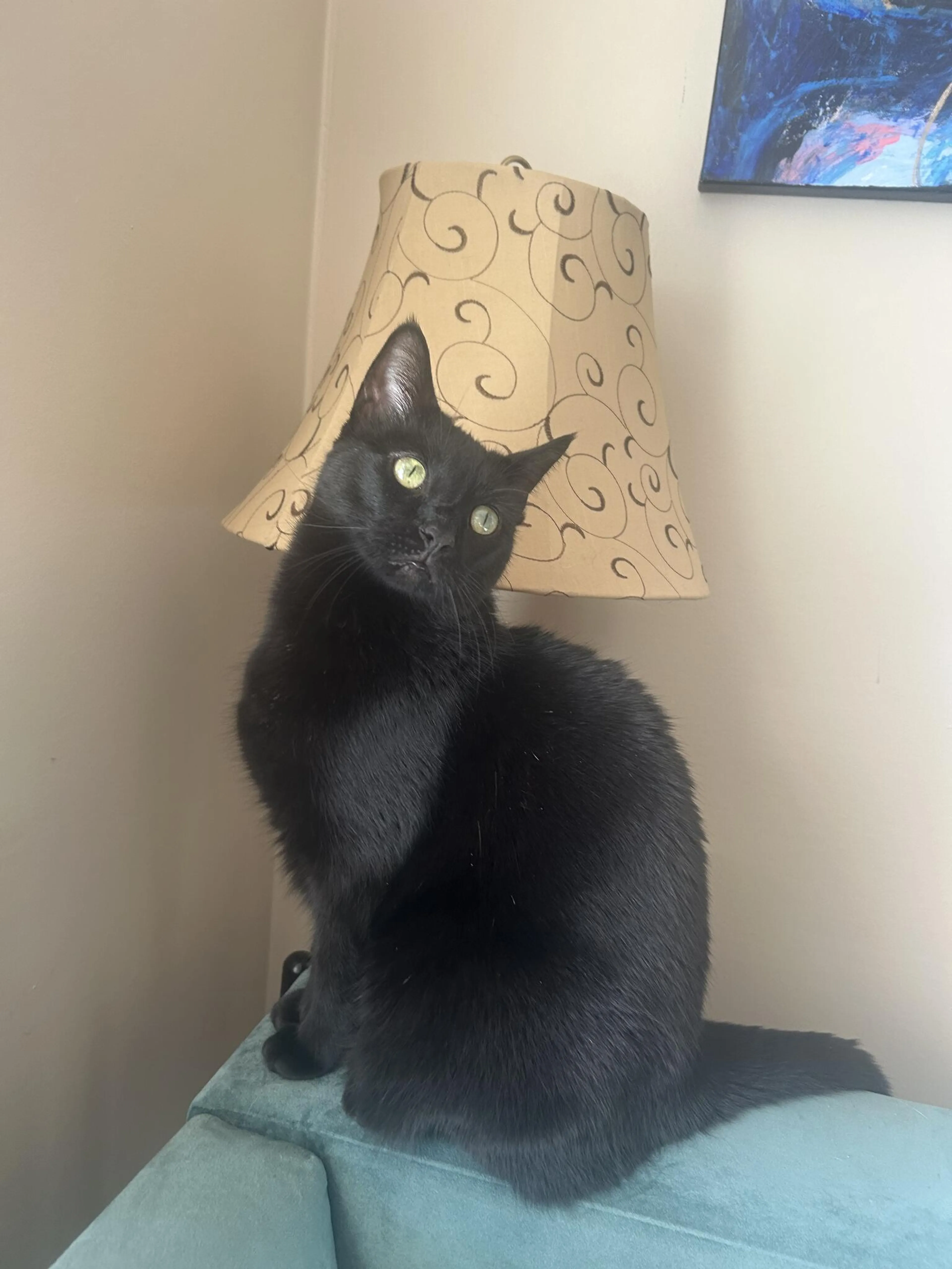 Lost pet