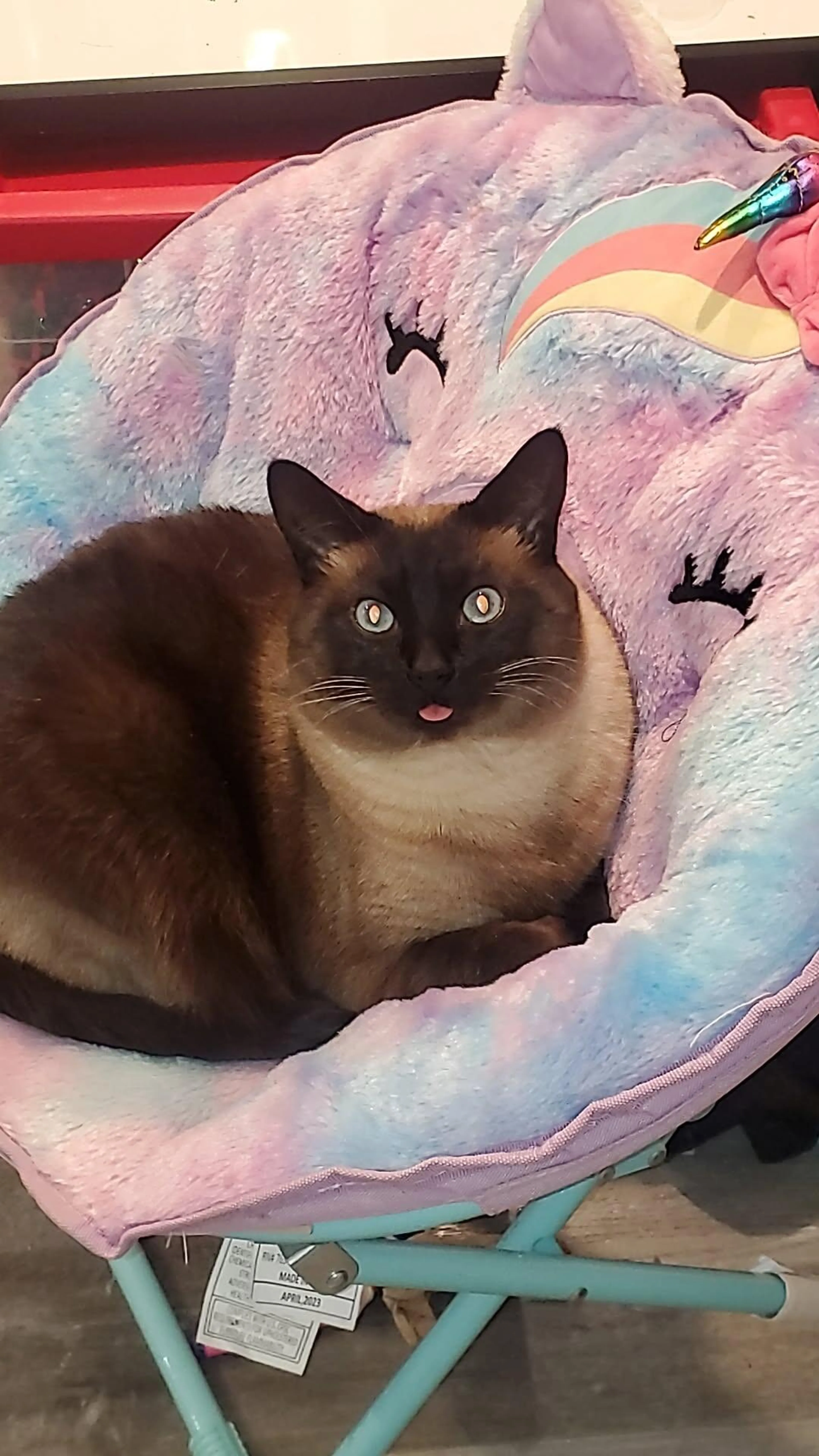 Lost pet