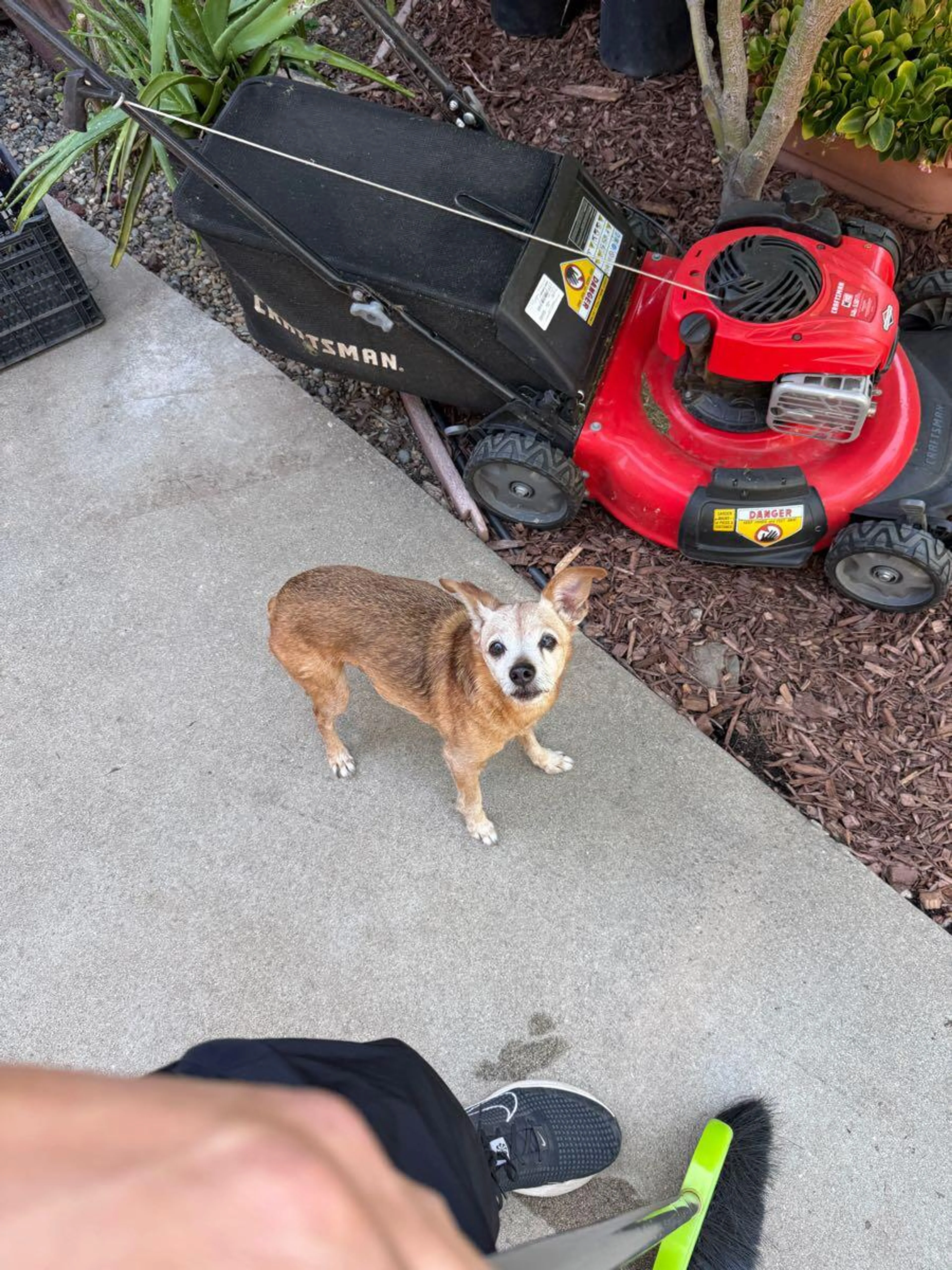 Found pet