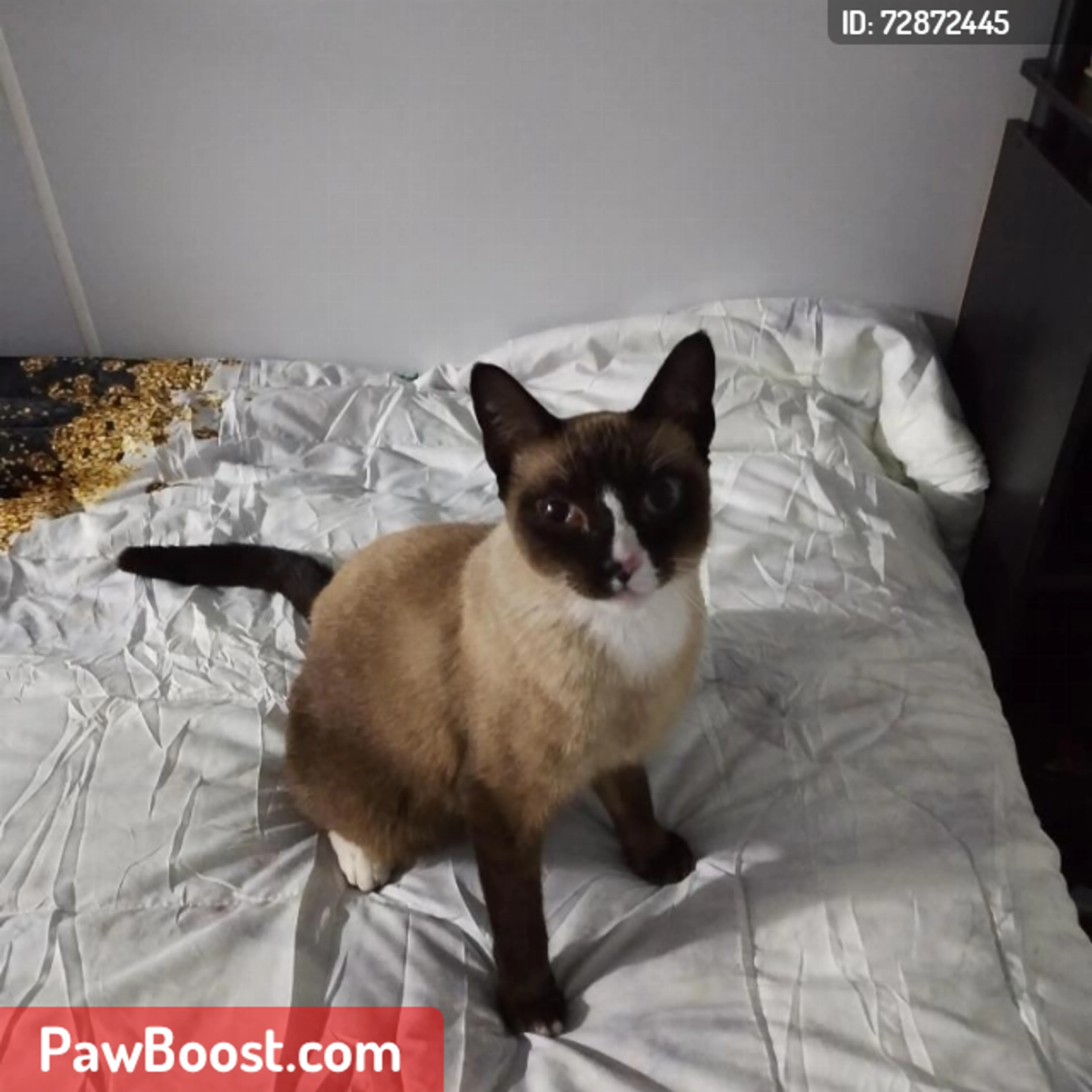 Lost pet
