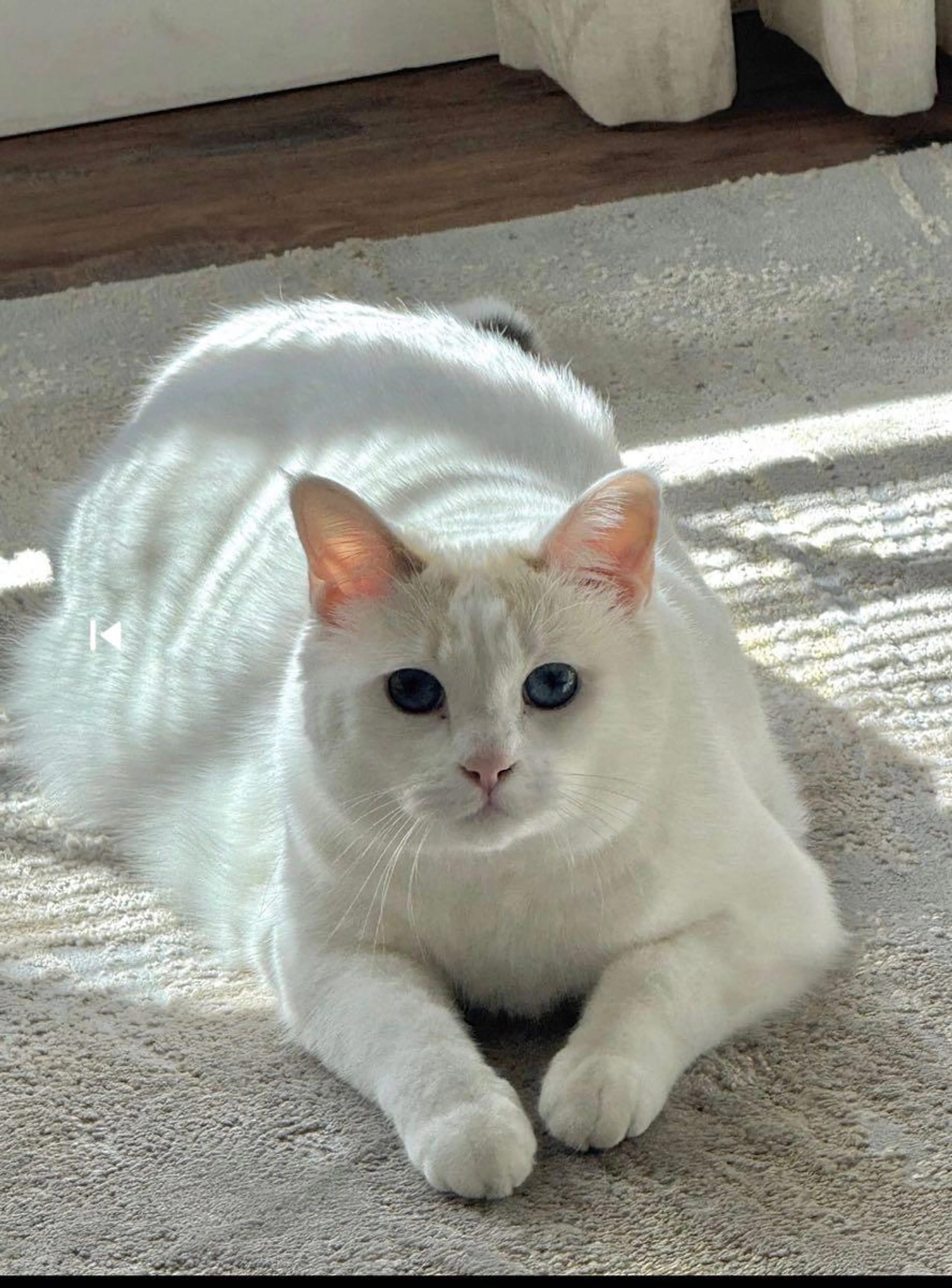 Lost pet