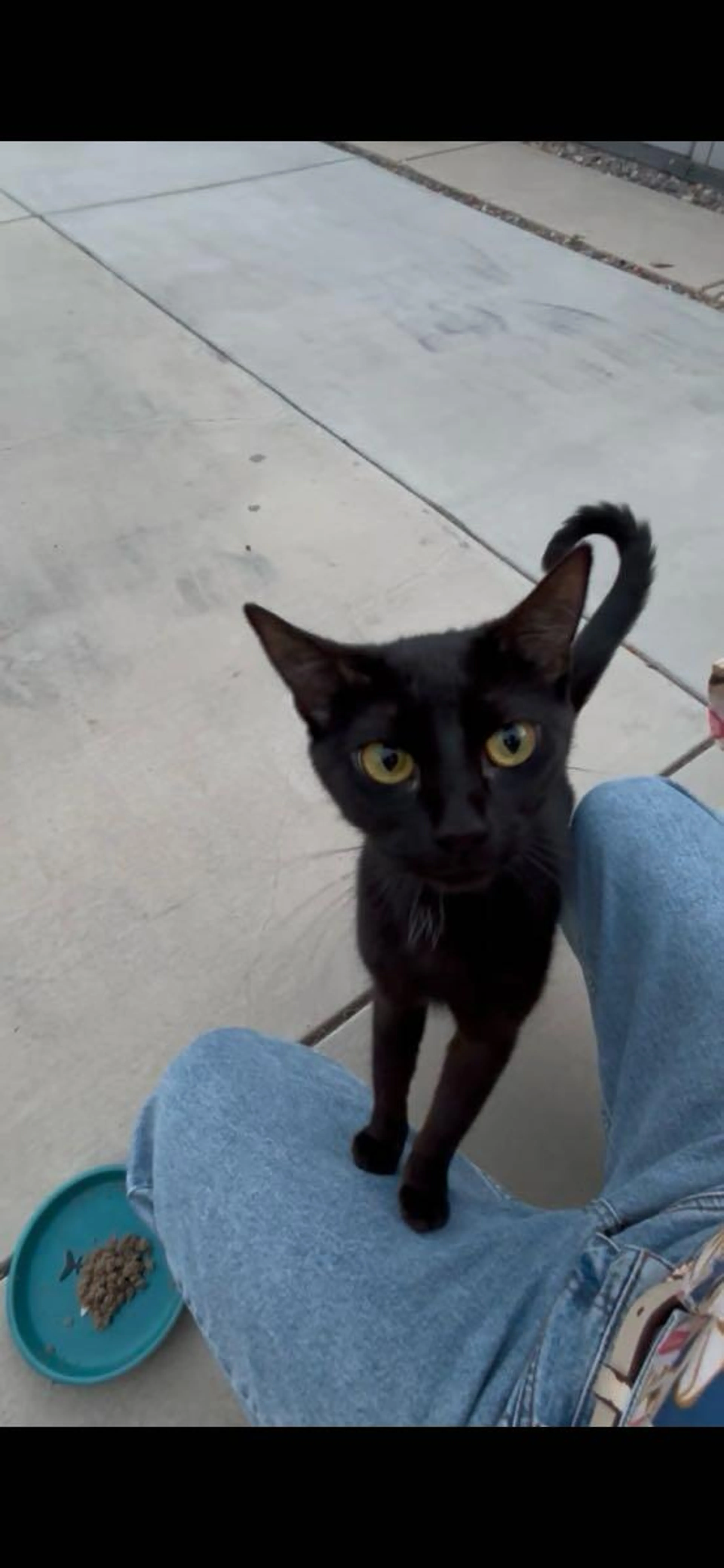 Found pet