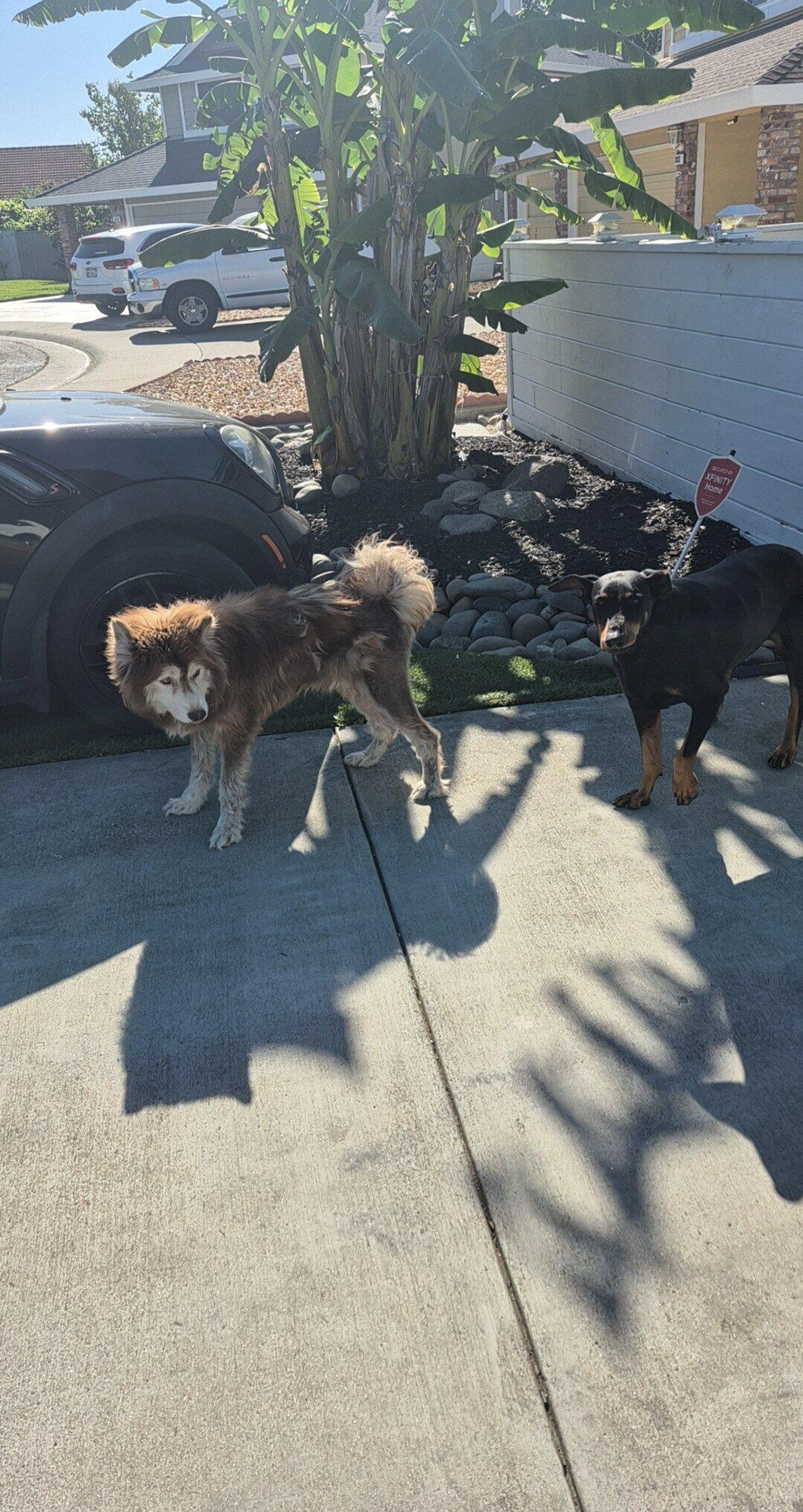 Found pet