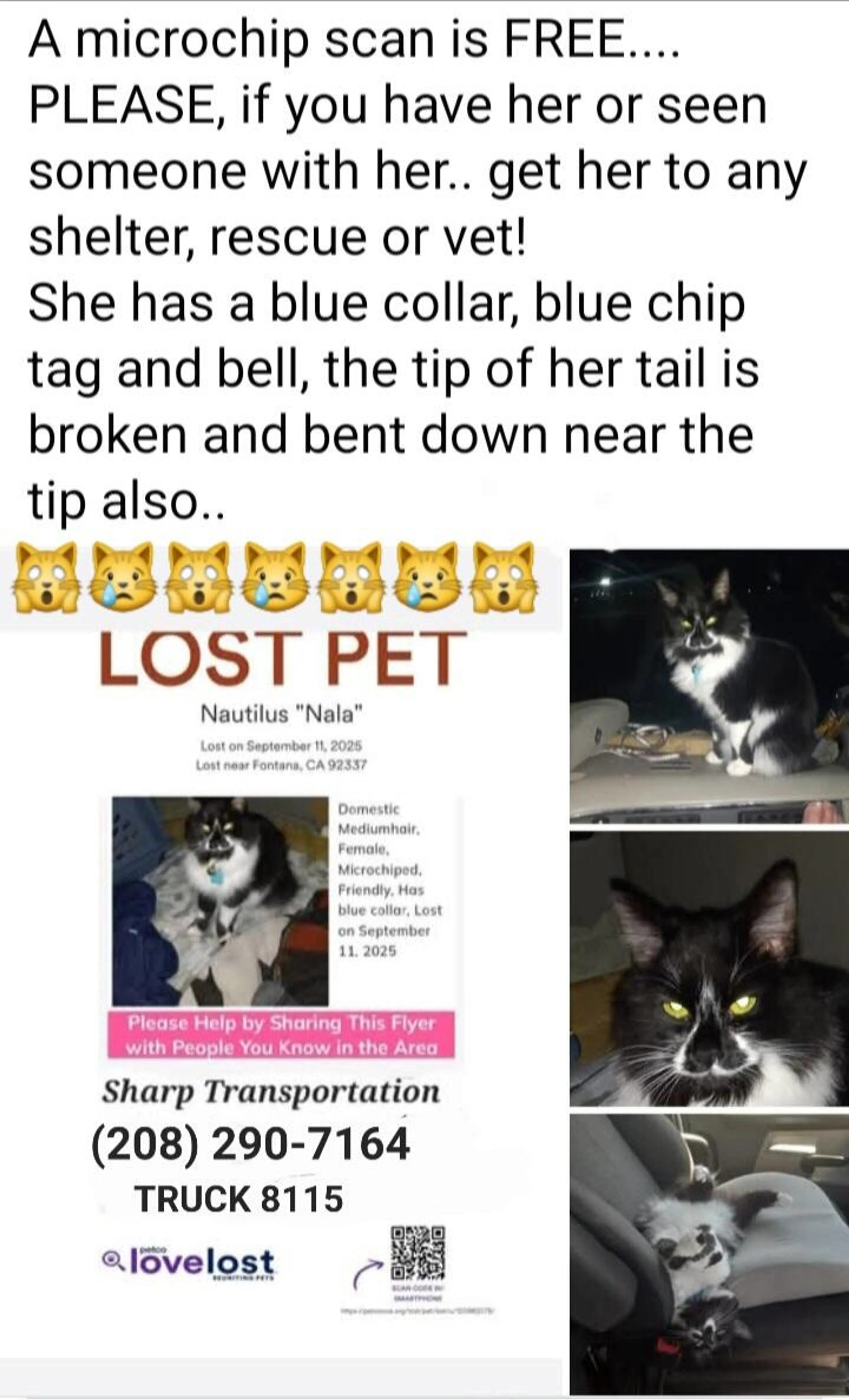 Found pet
