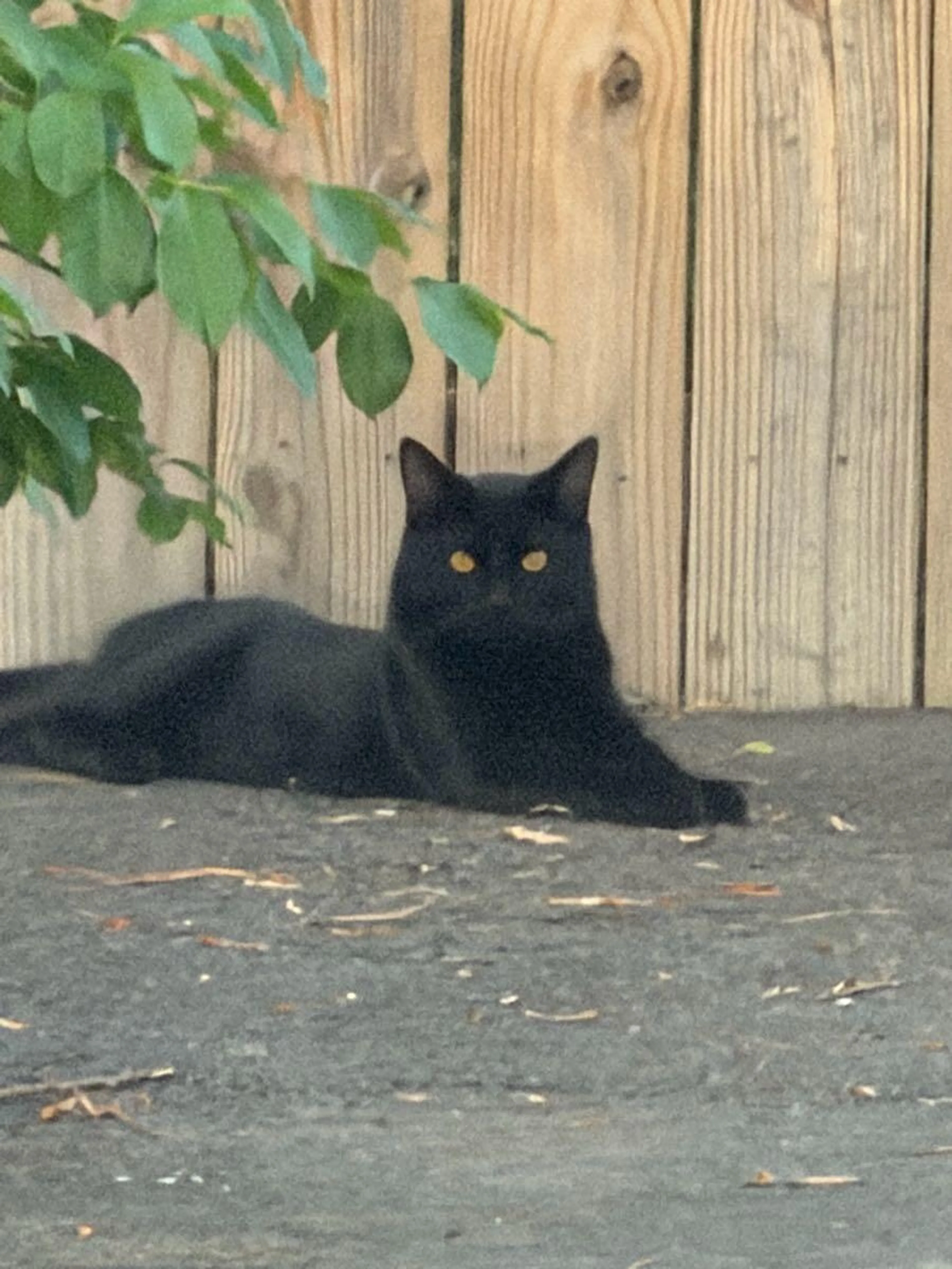 Found pet