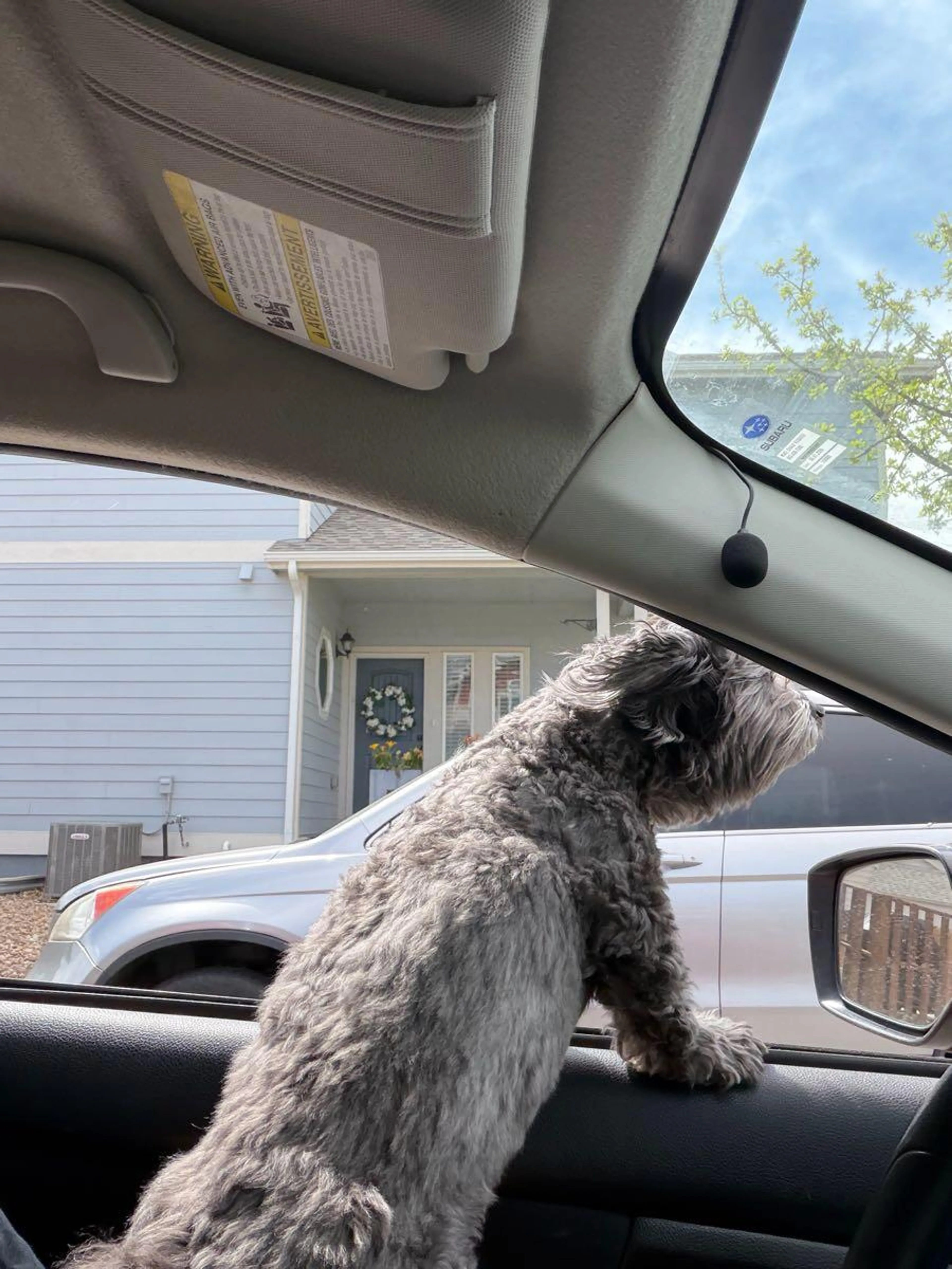 Found pet