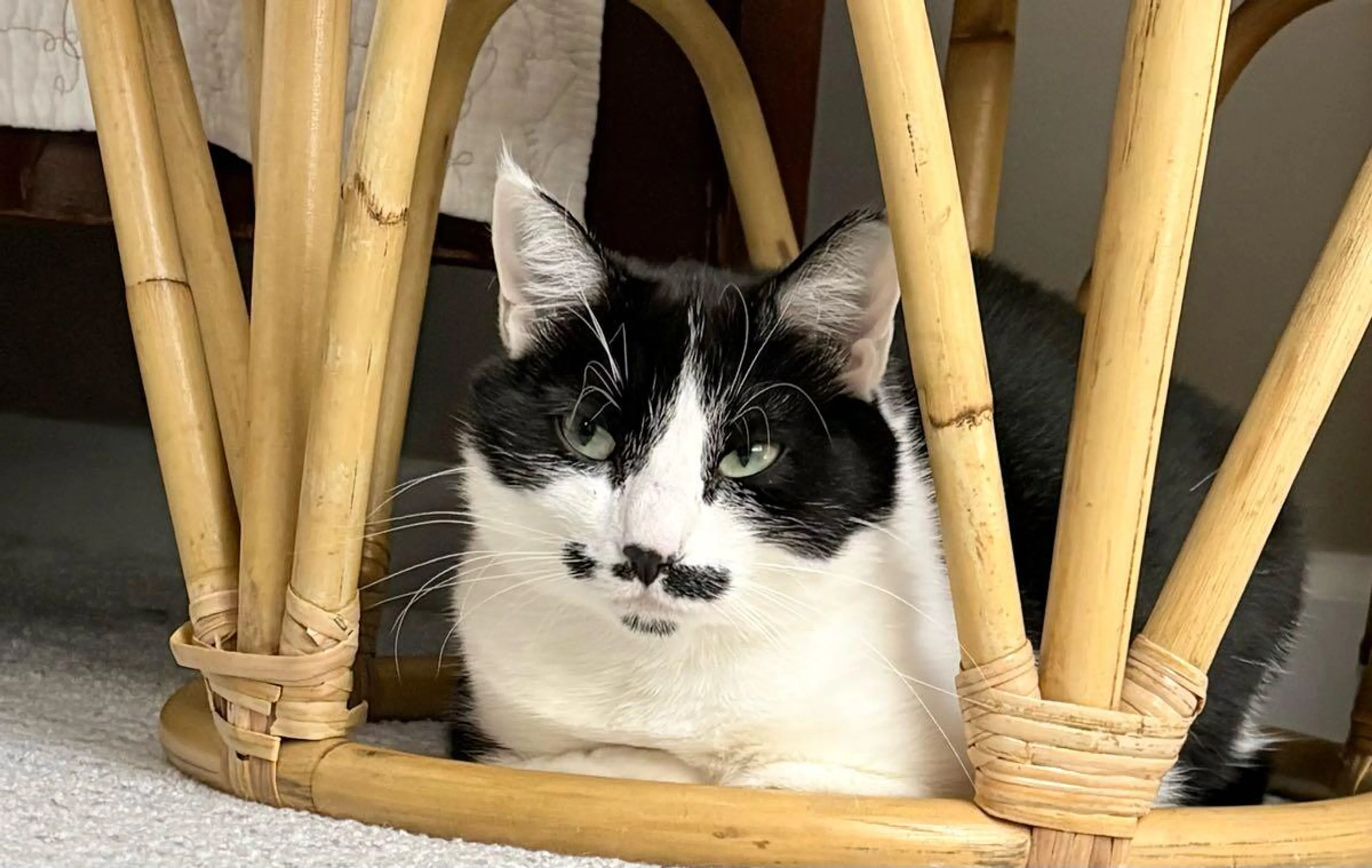 Lost pet