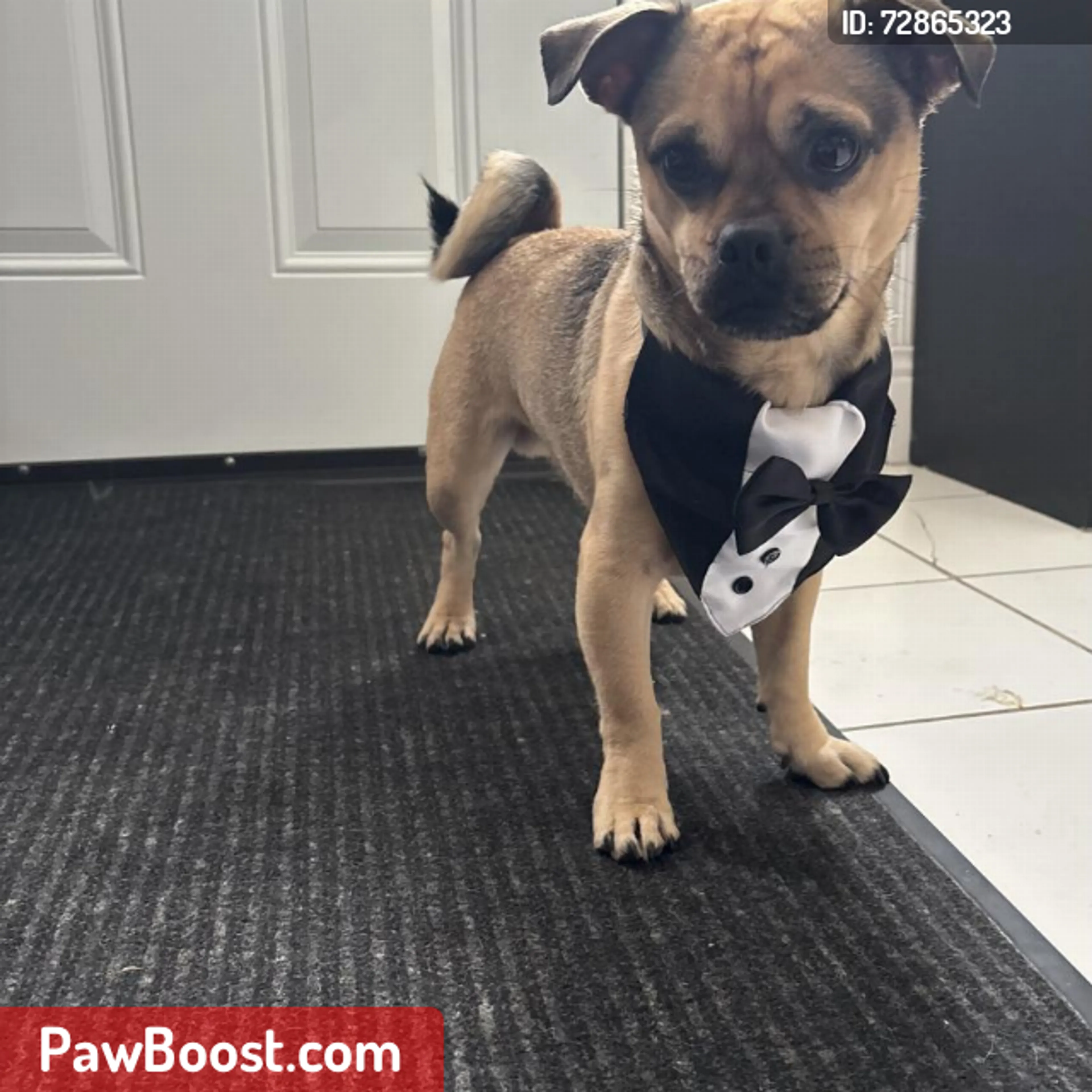 Lost pet
