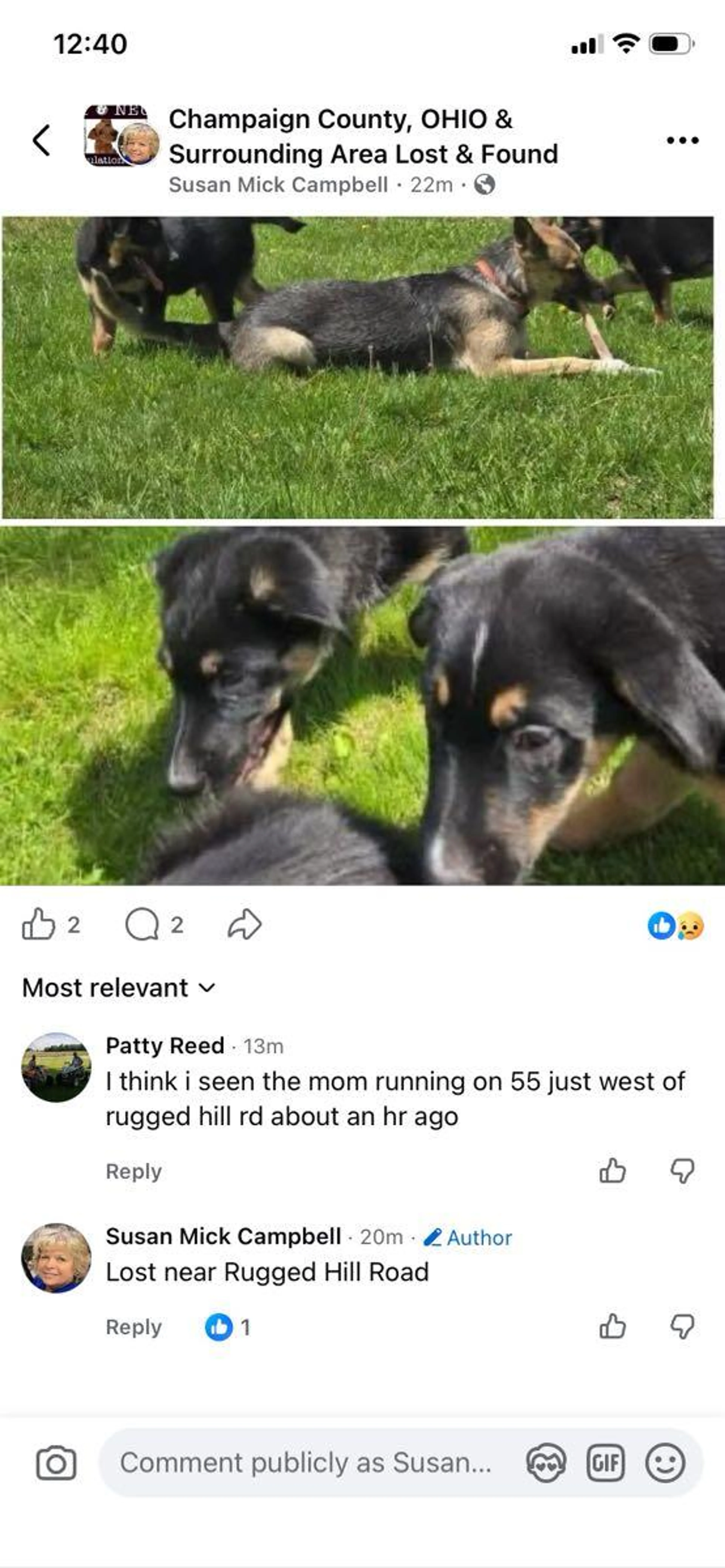 Lost pet