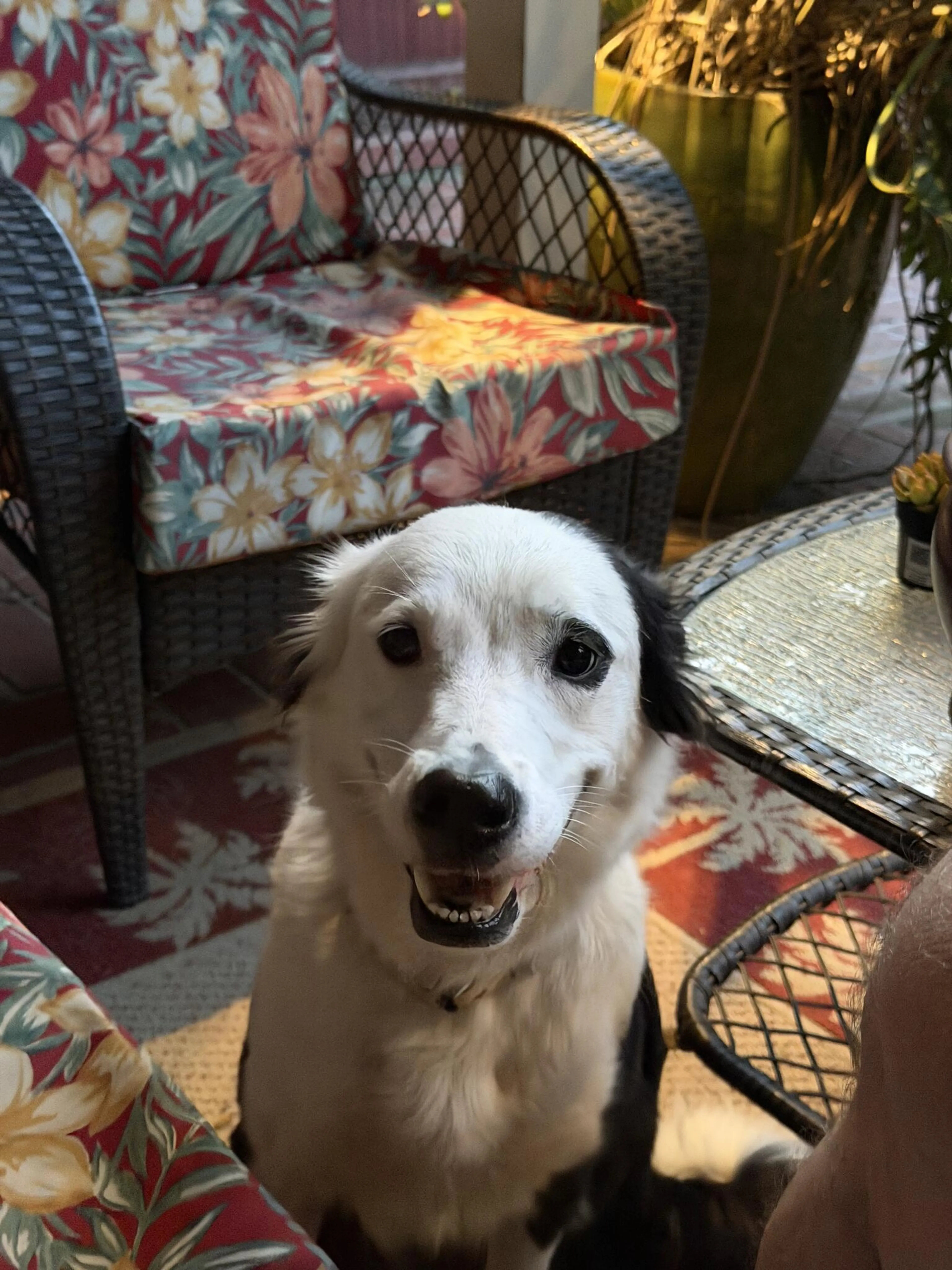 Lost pet