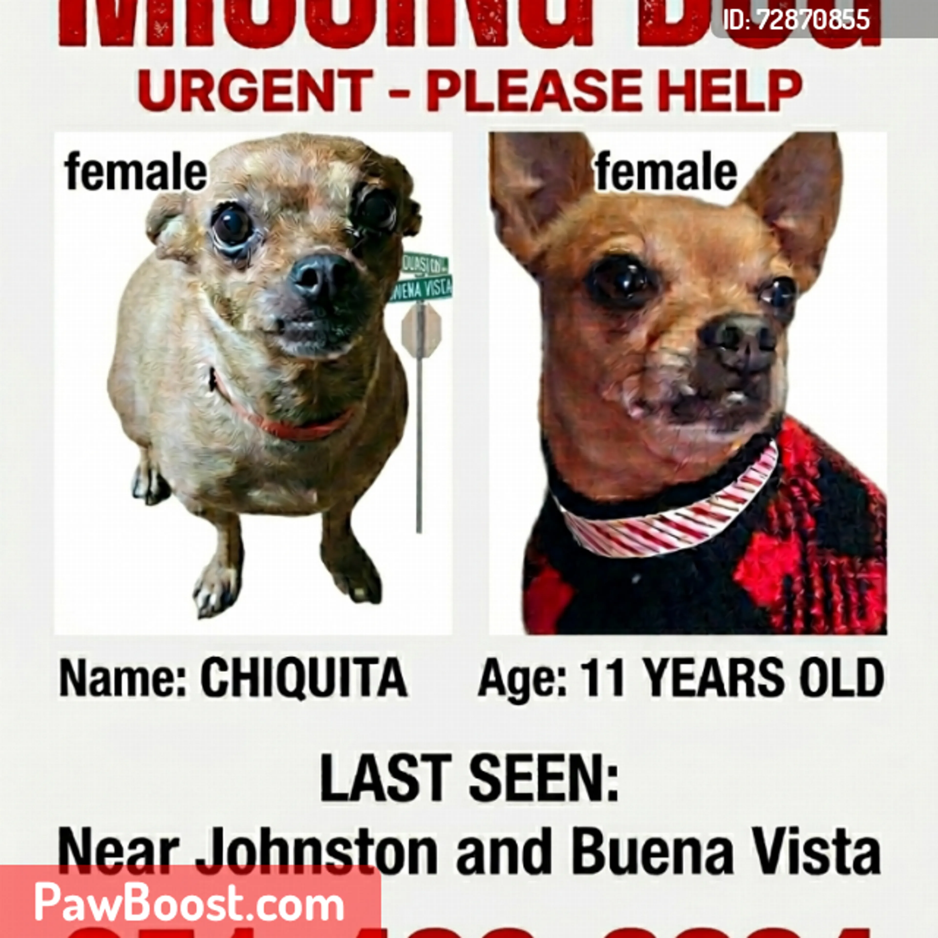 Lost pet