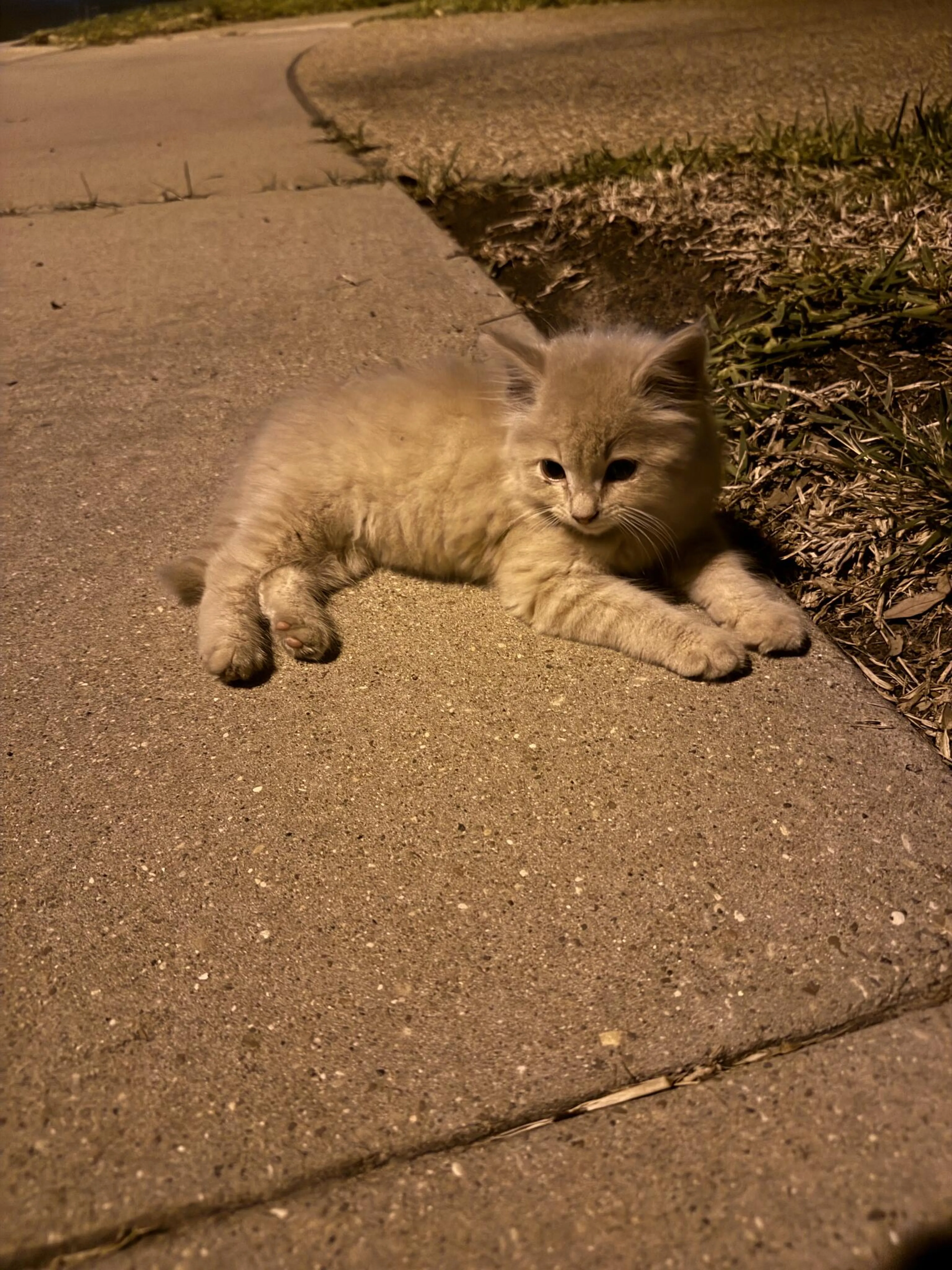 Found pet
