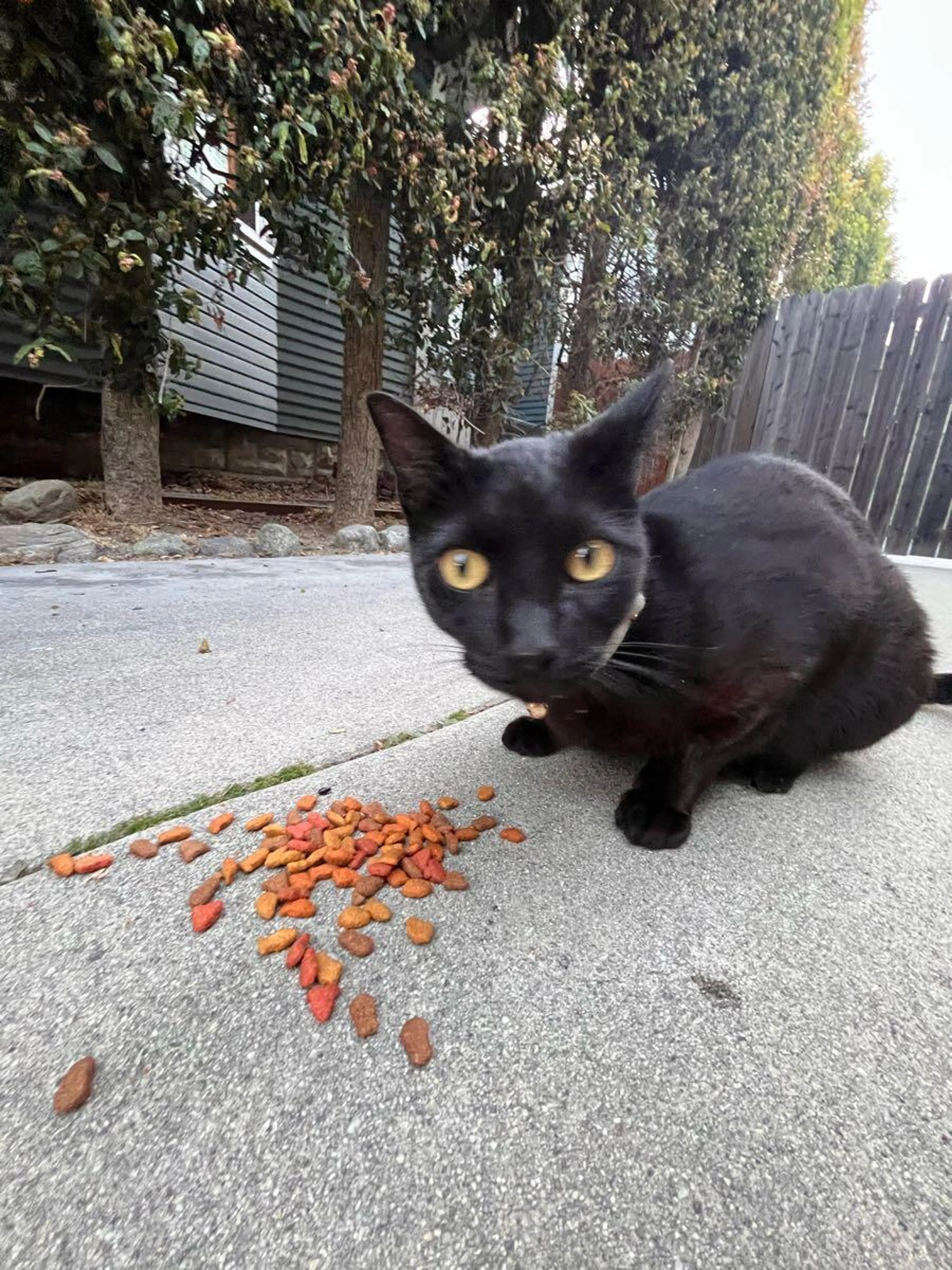 Found pet