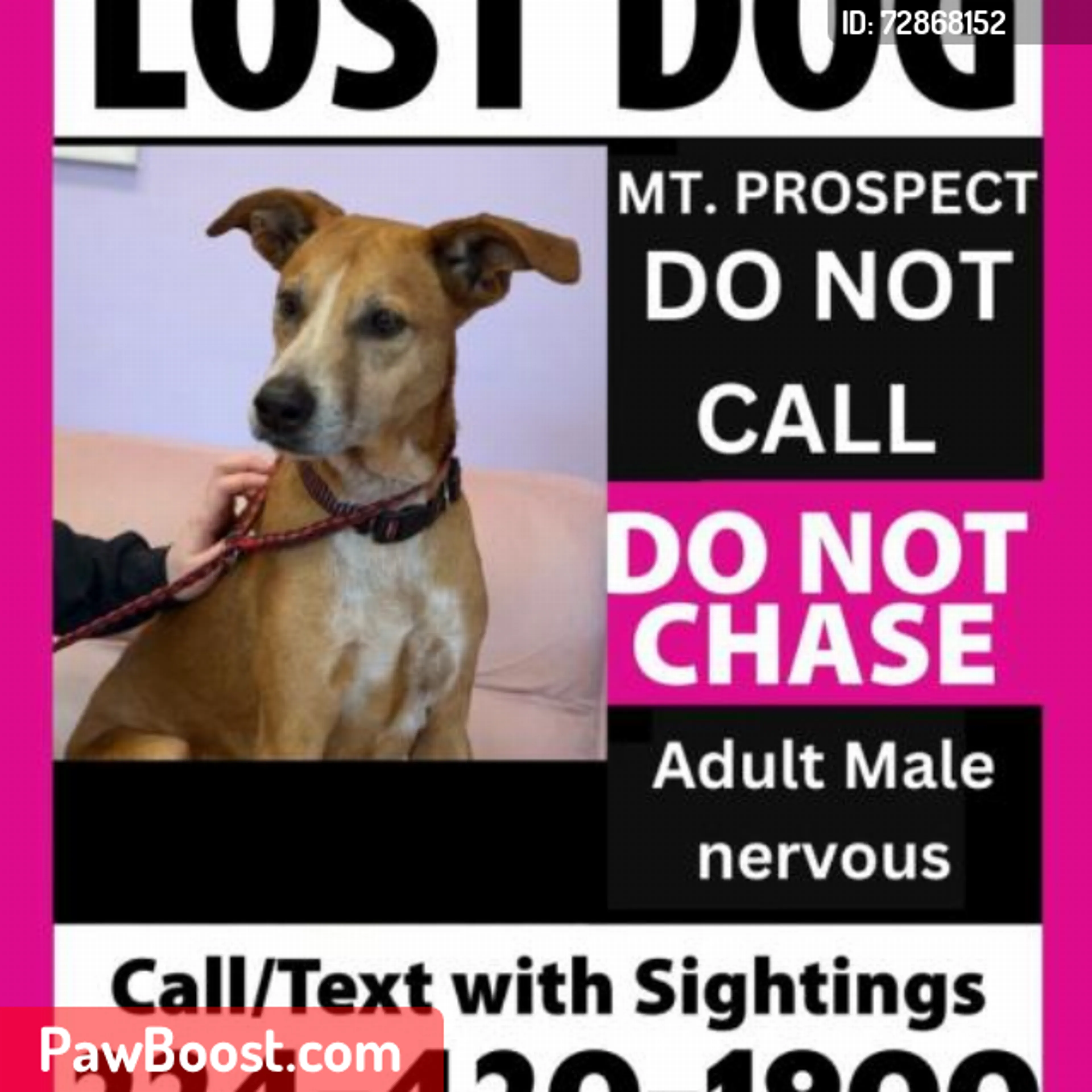 Lost pet