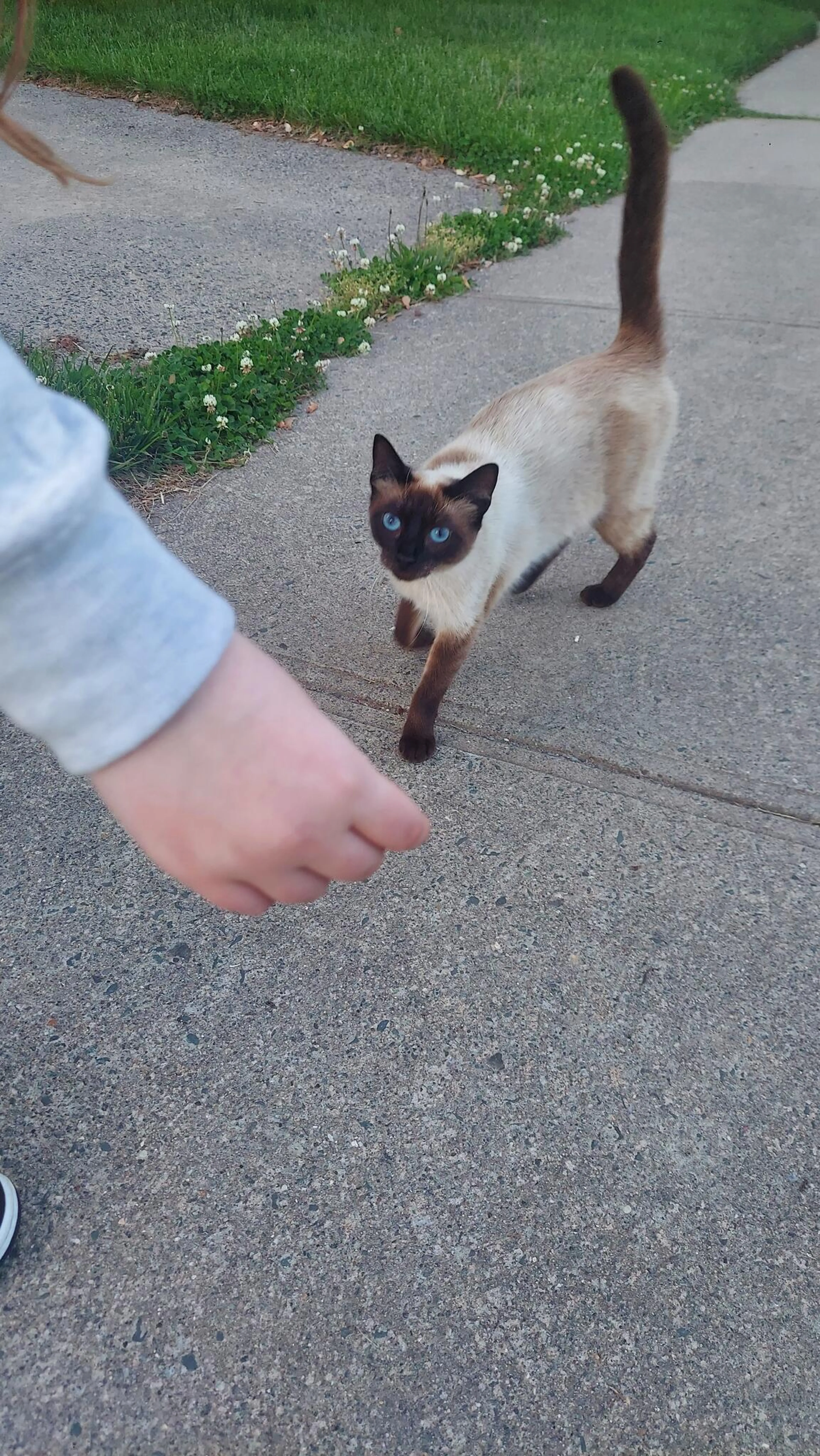 Found pet