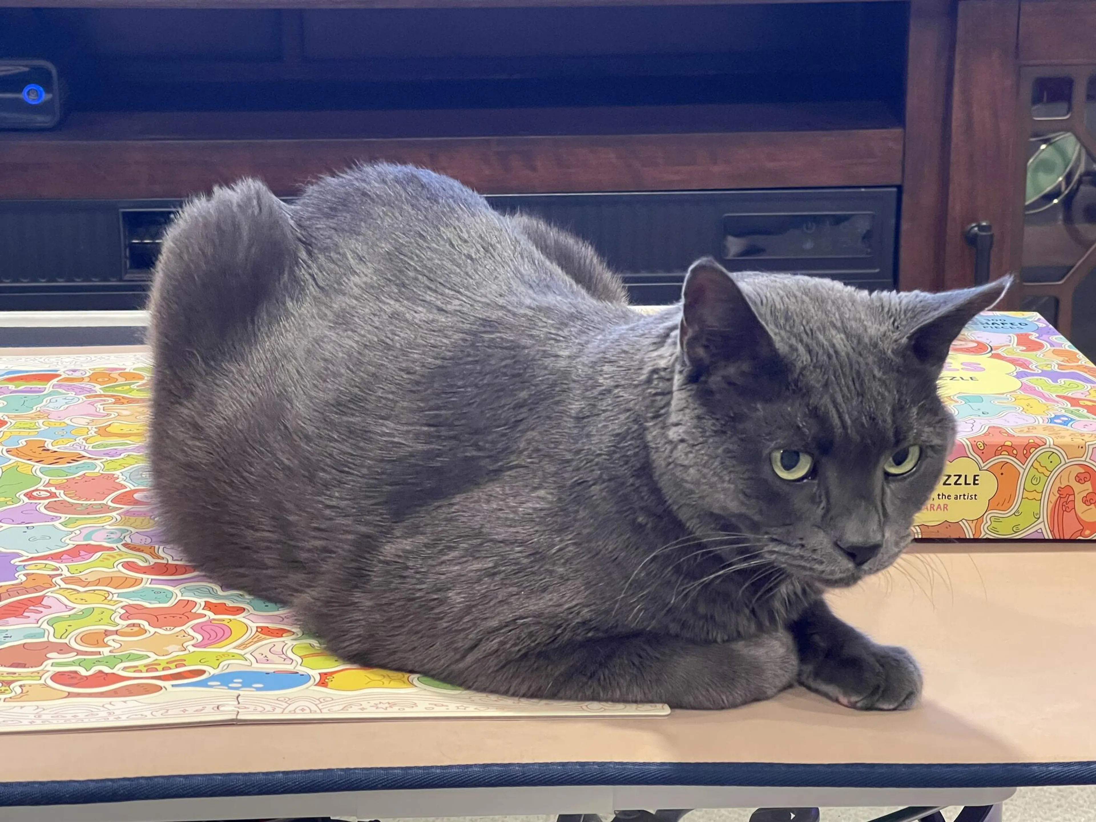 Lost pet
