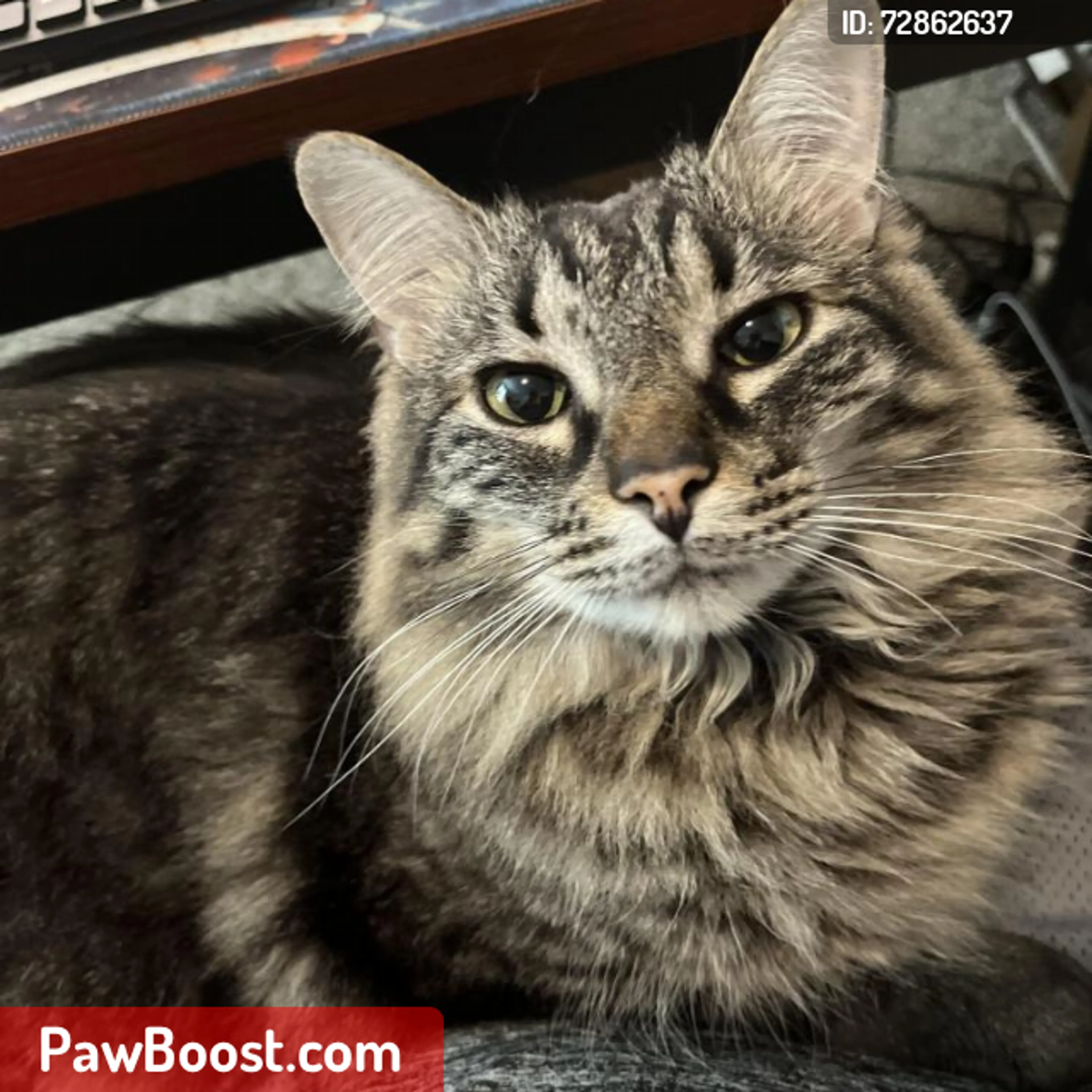 Lost pet